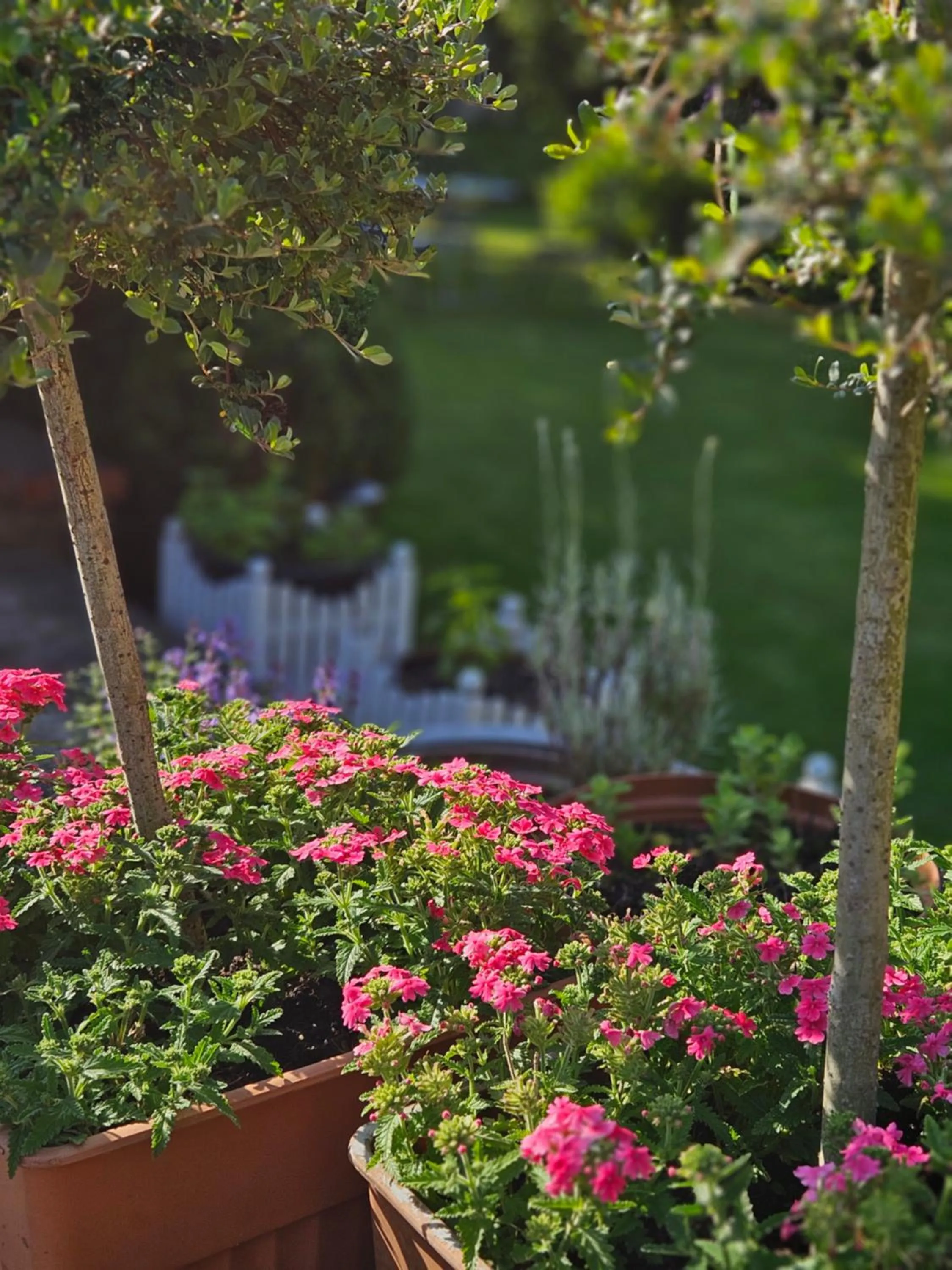 Garden in Hotel Marmułowski