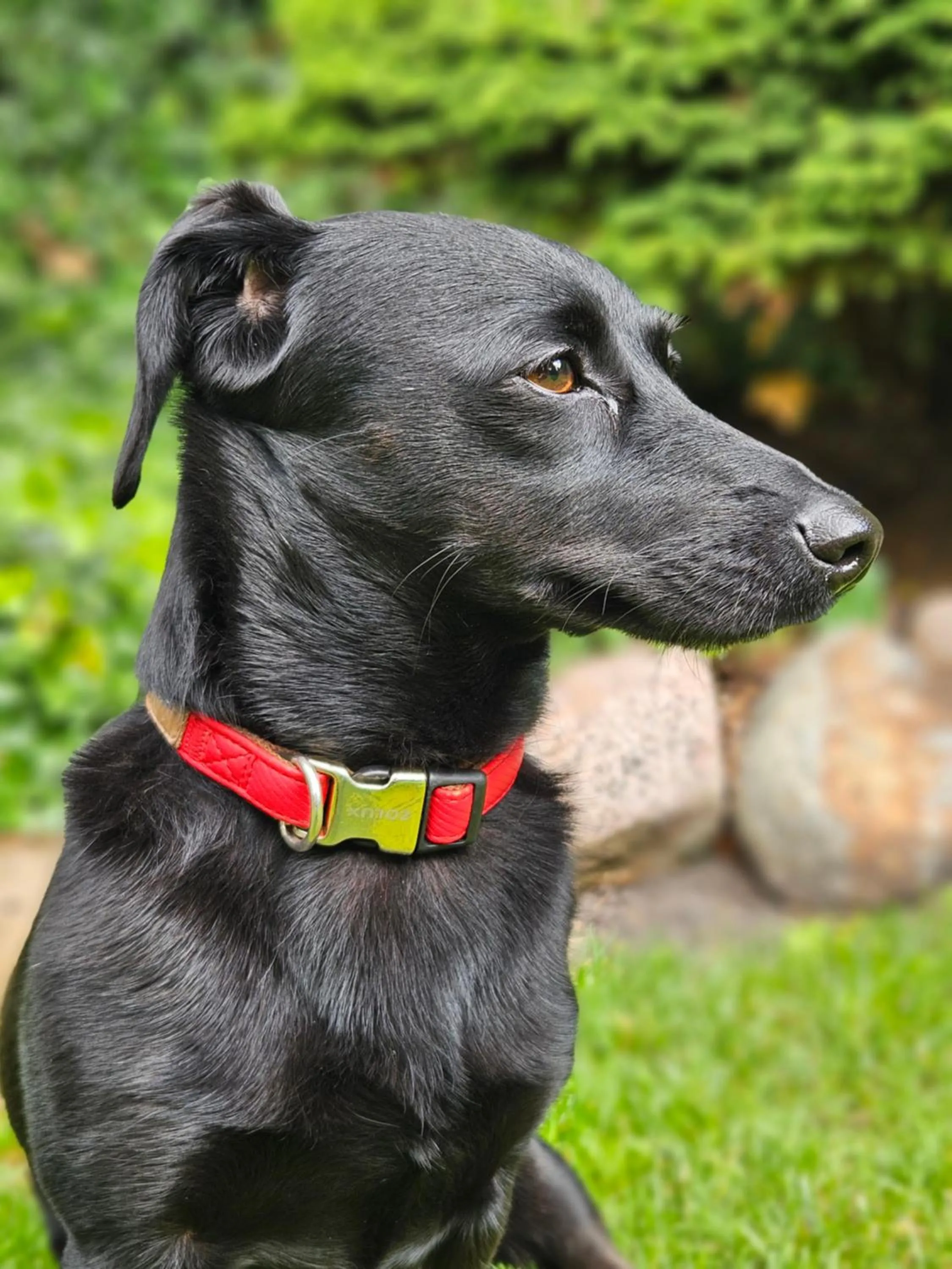 Garden in Hotel Marmułowski