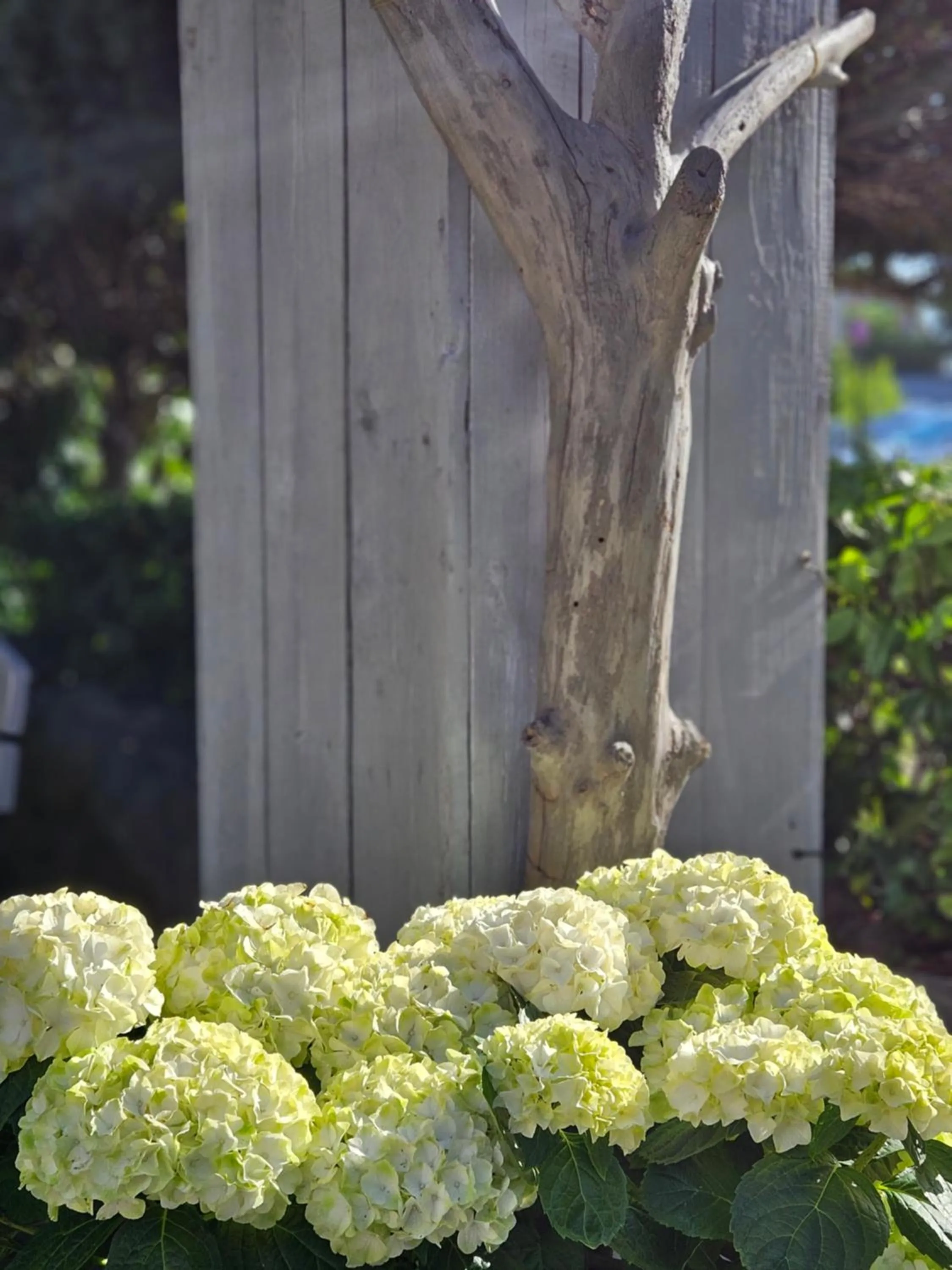 Garden in Hotel Marmułowski