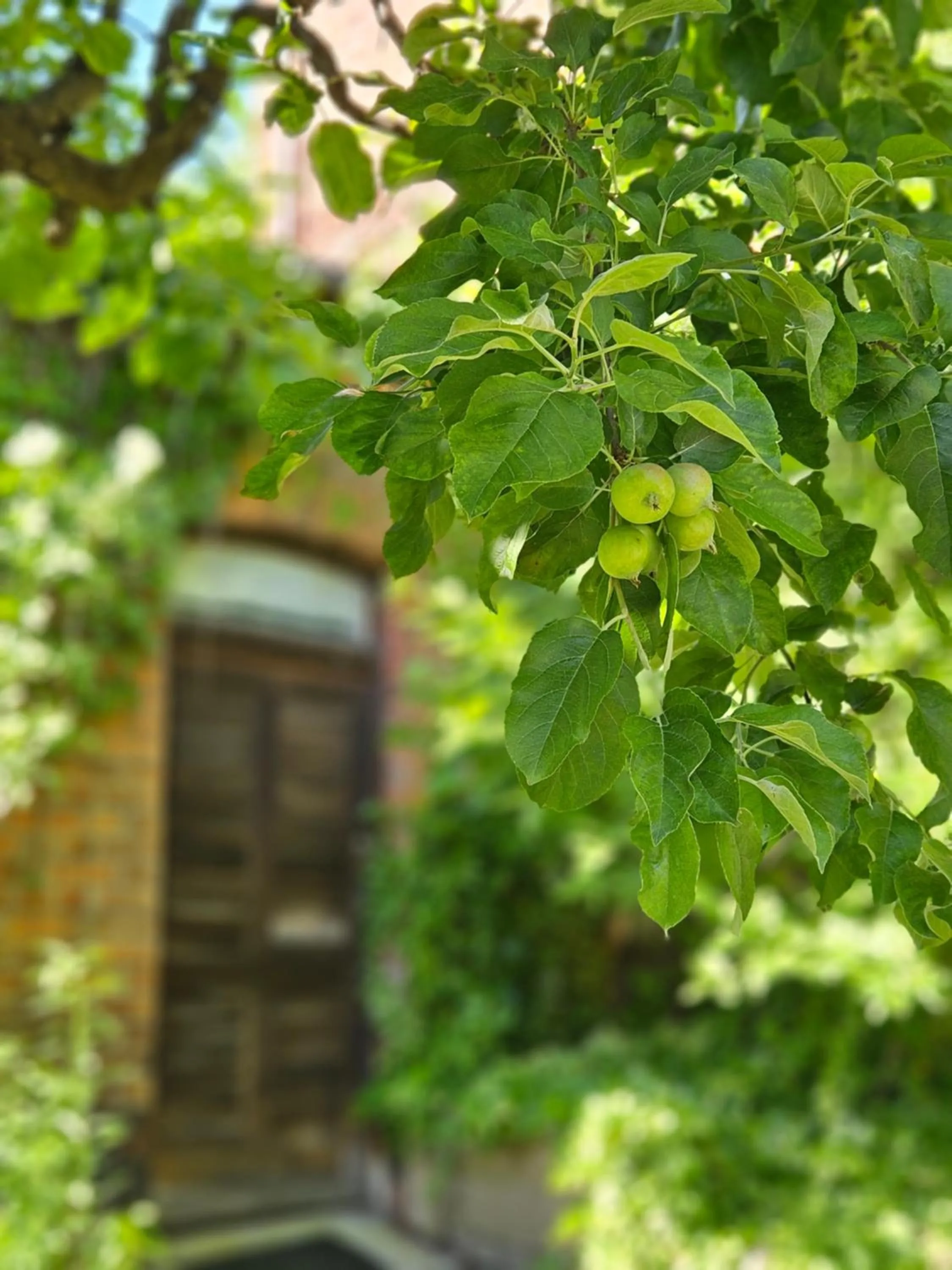 Garden in Hotel Marmułowski