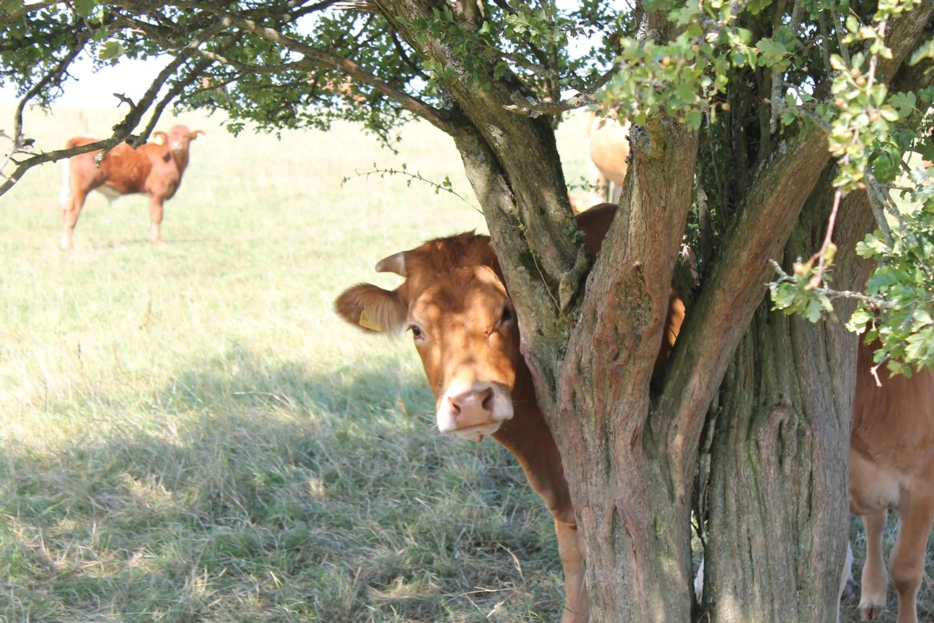 Natural landscape in Gästezimmer Gier