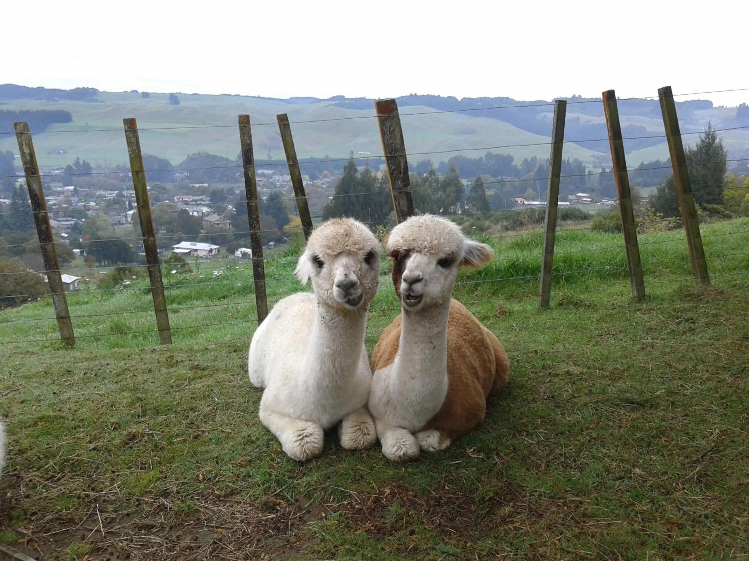 Pets in City Lights Boutique Lodge