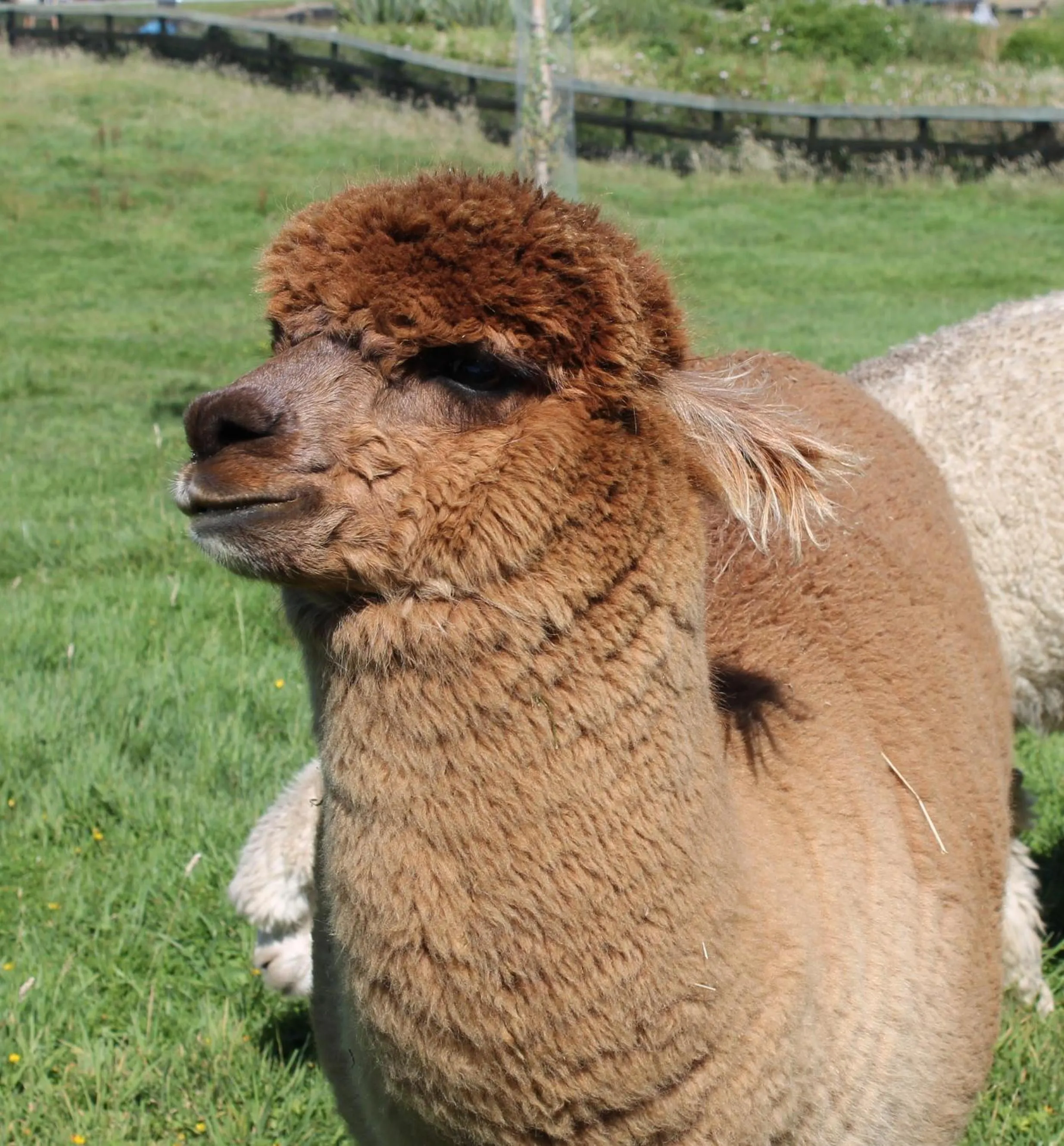 Animals in City Lights Boutique Lodge