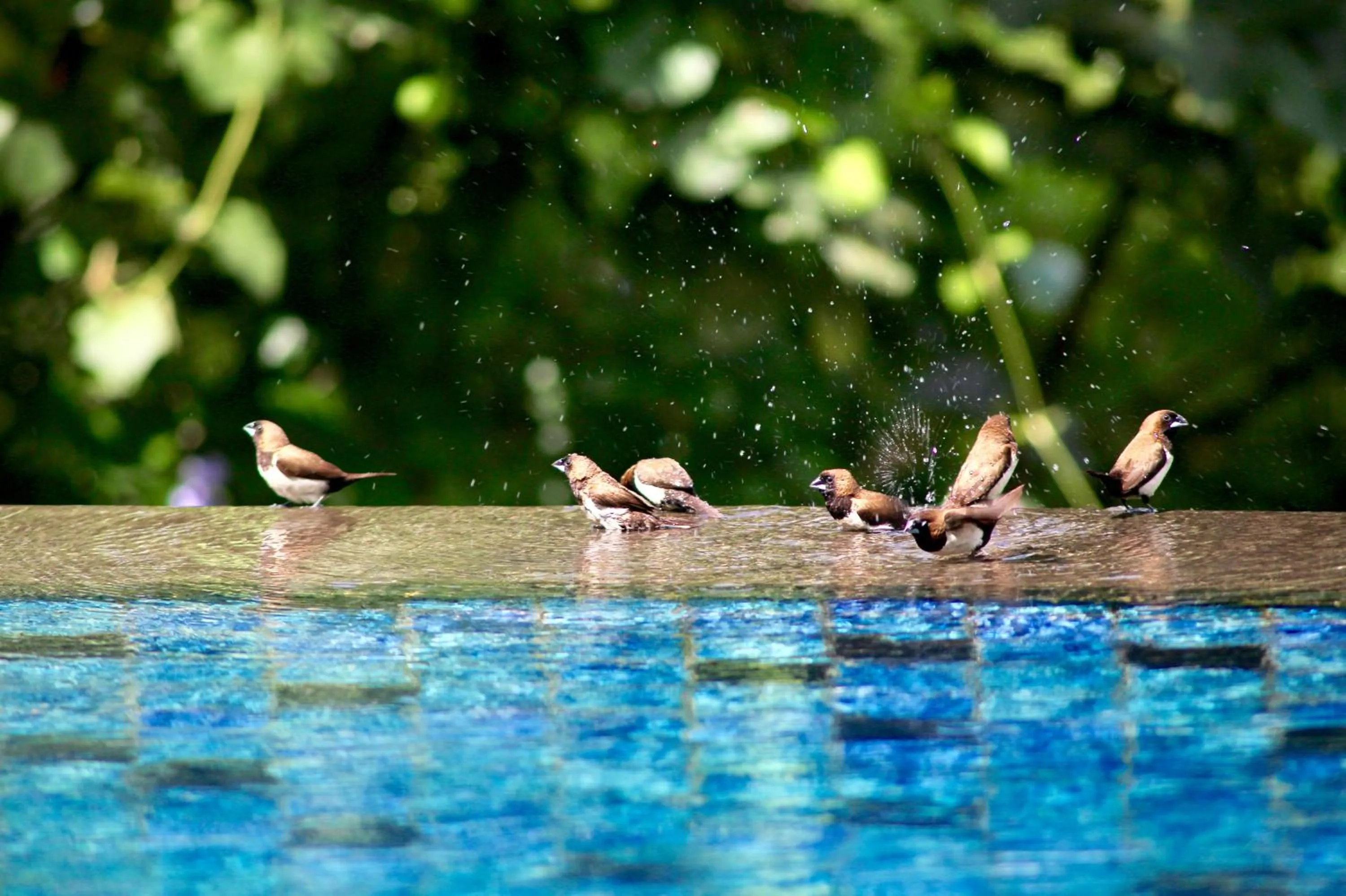 Animals in The Manipura Luxury Estate and Spa Up to 18 person, fully serviced