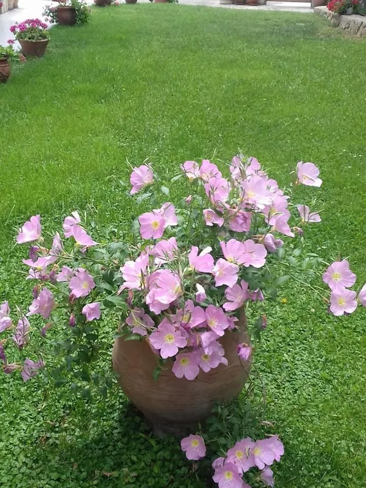 Garden in Aegean Blue Studios