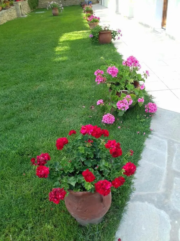 Garden in Aegean Blue Studios