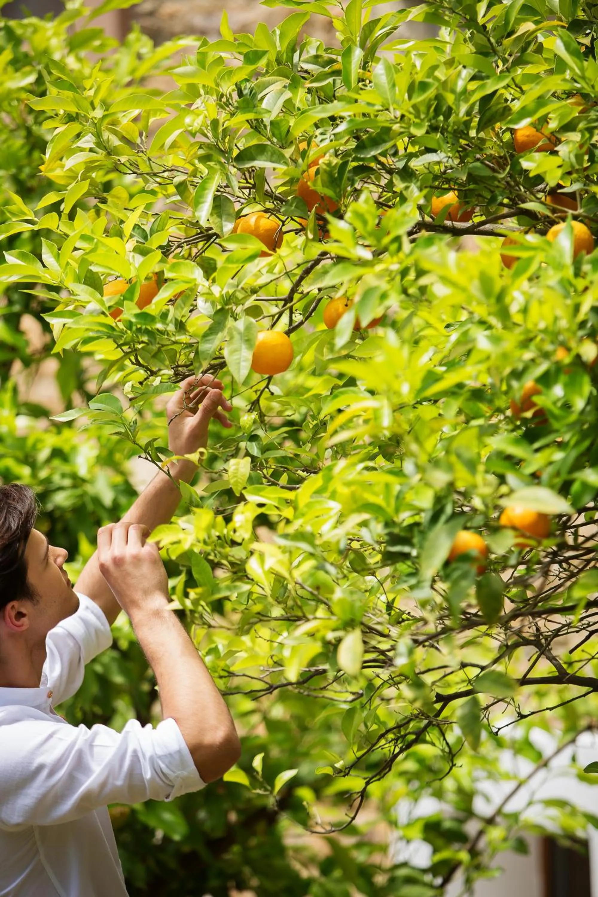 Property building in Sanidiamonds