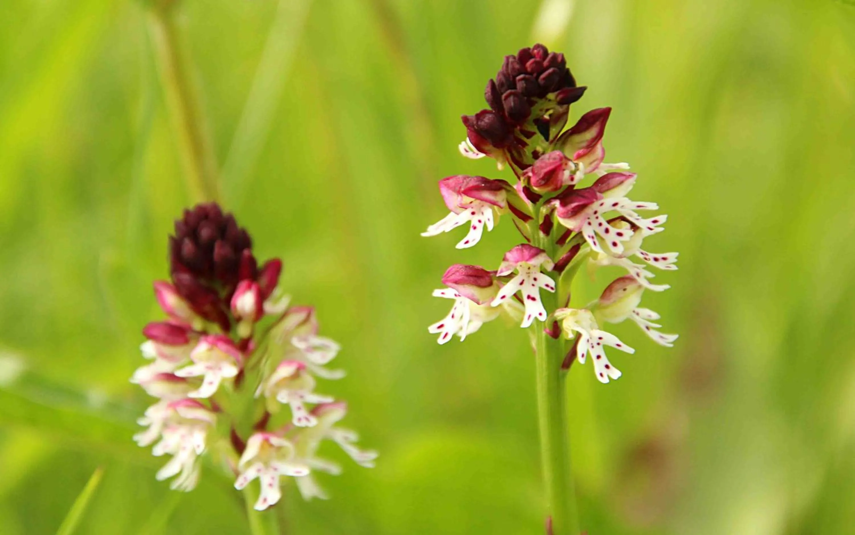 Natural landscape in Tourist Farm Strle With Great Local Food