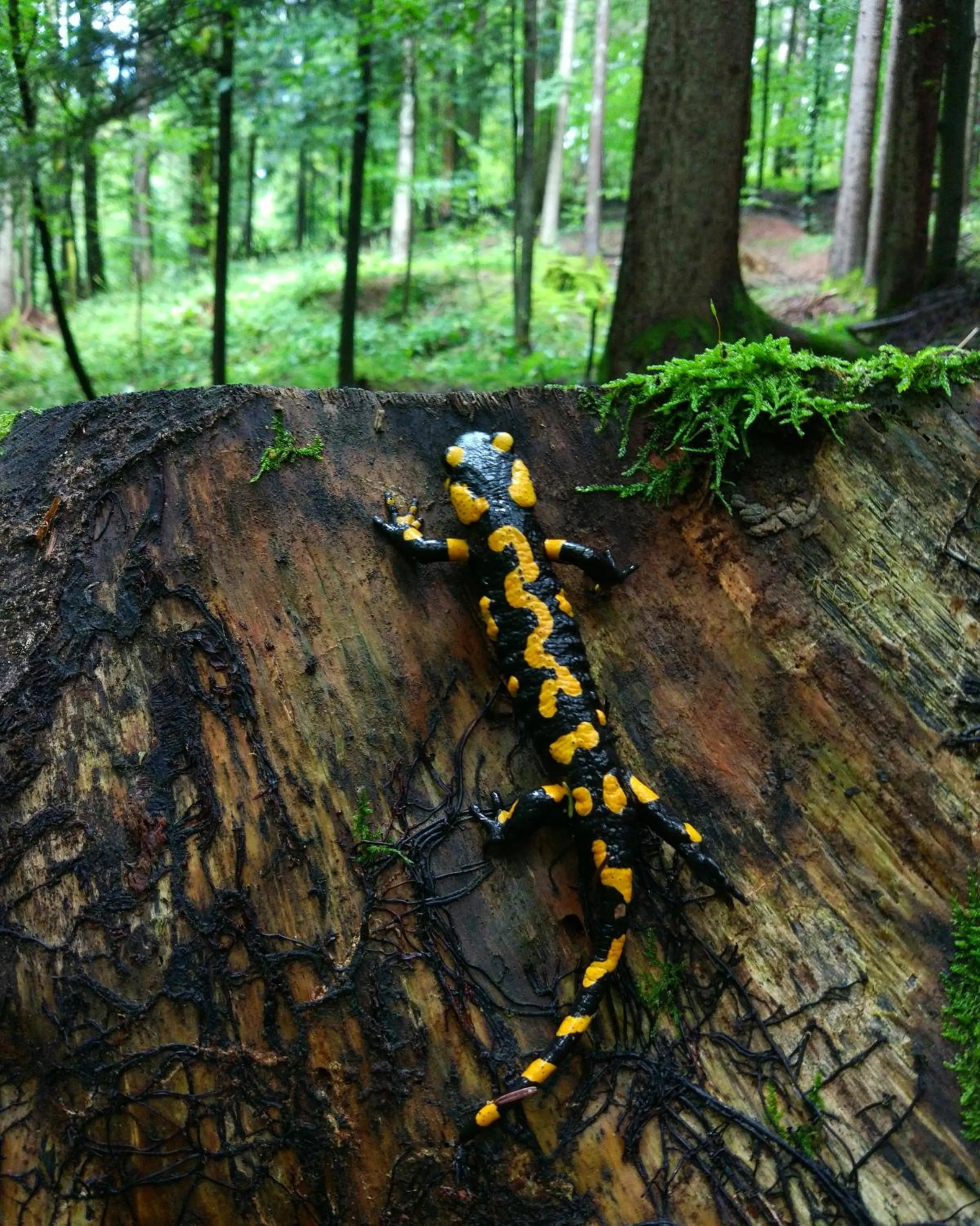 Natural landscape in Tourist Farm Strle With Great Local Food