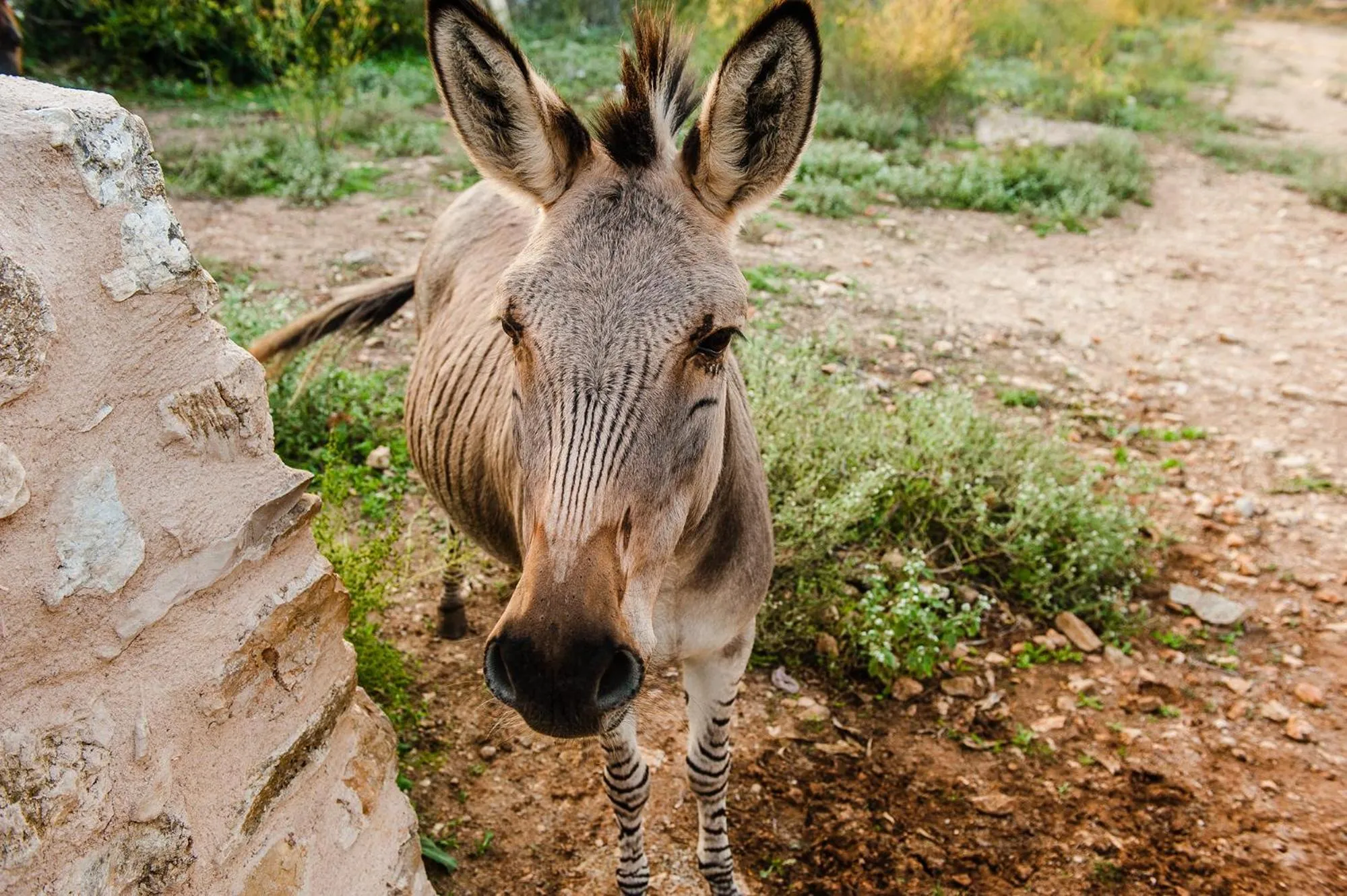 Pets in Hotel Sa Franquesa Nova