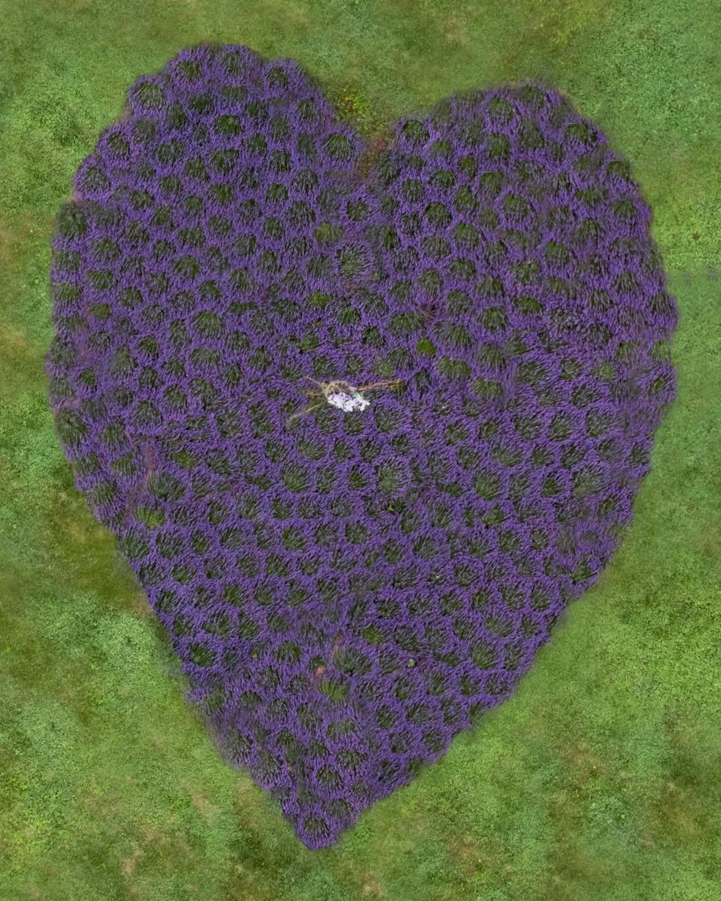 Bird's eye view in LeFay Cottage at Little Washington