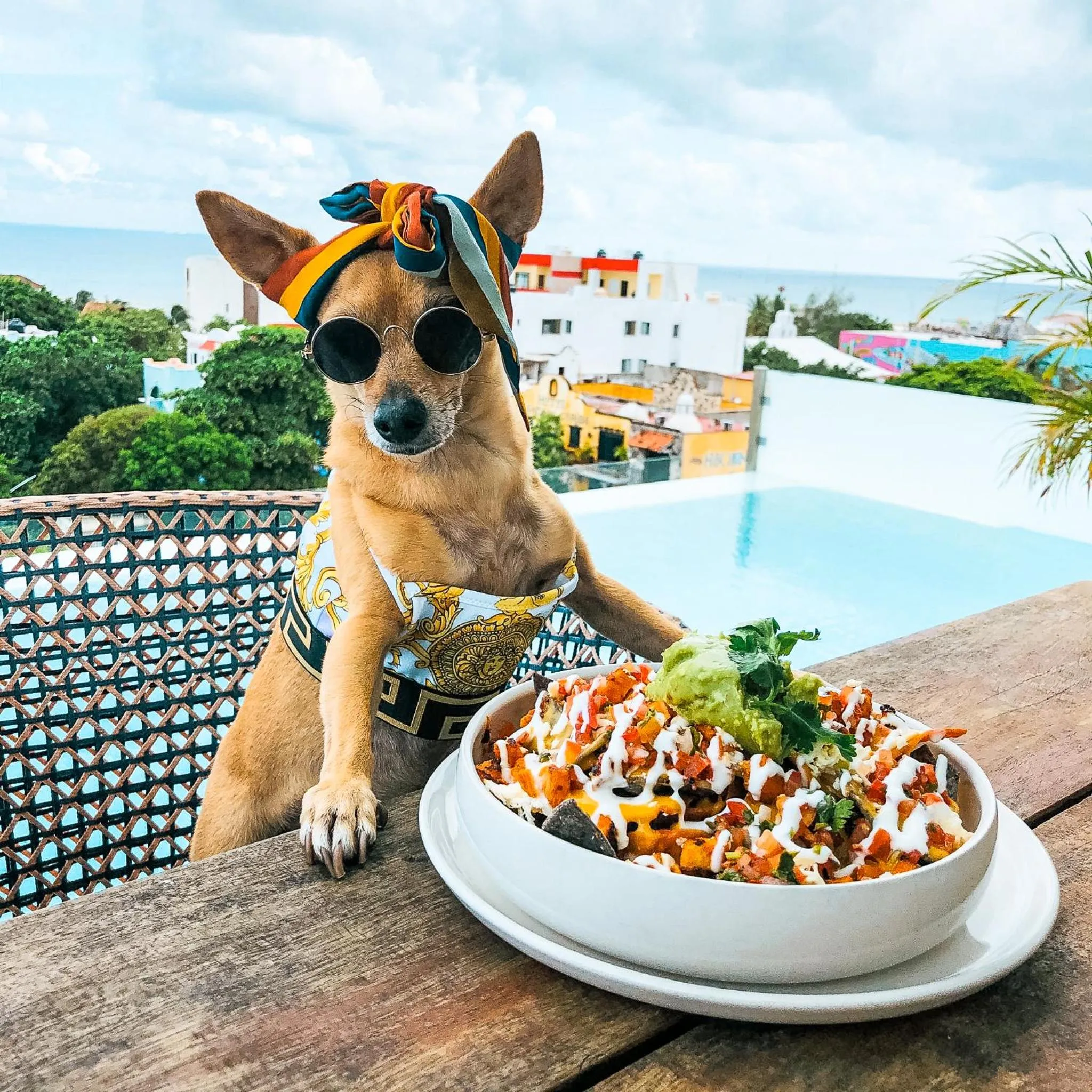 Pets in The Fives Downtown Hotel & Residences, Curio Collection by Hilton