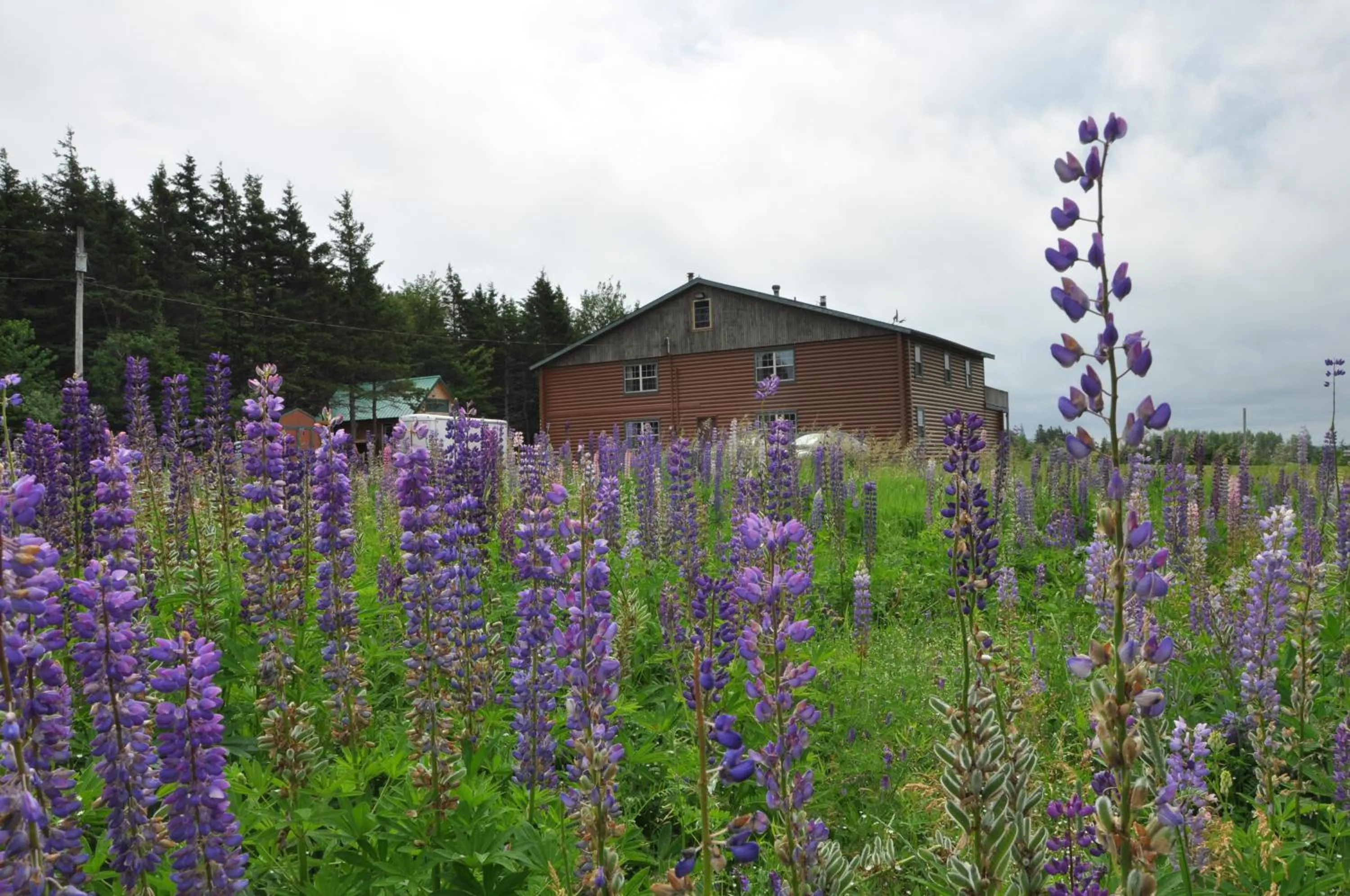 Property building in Powley's Wild Goose Lodge
