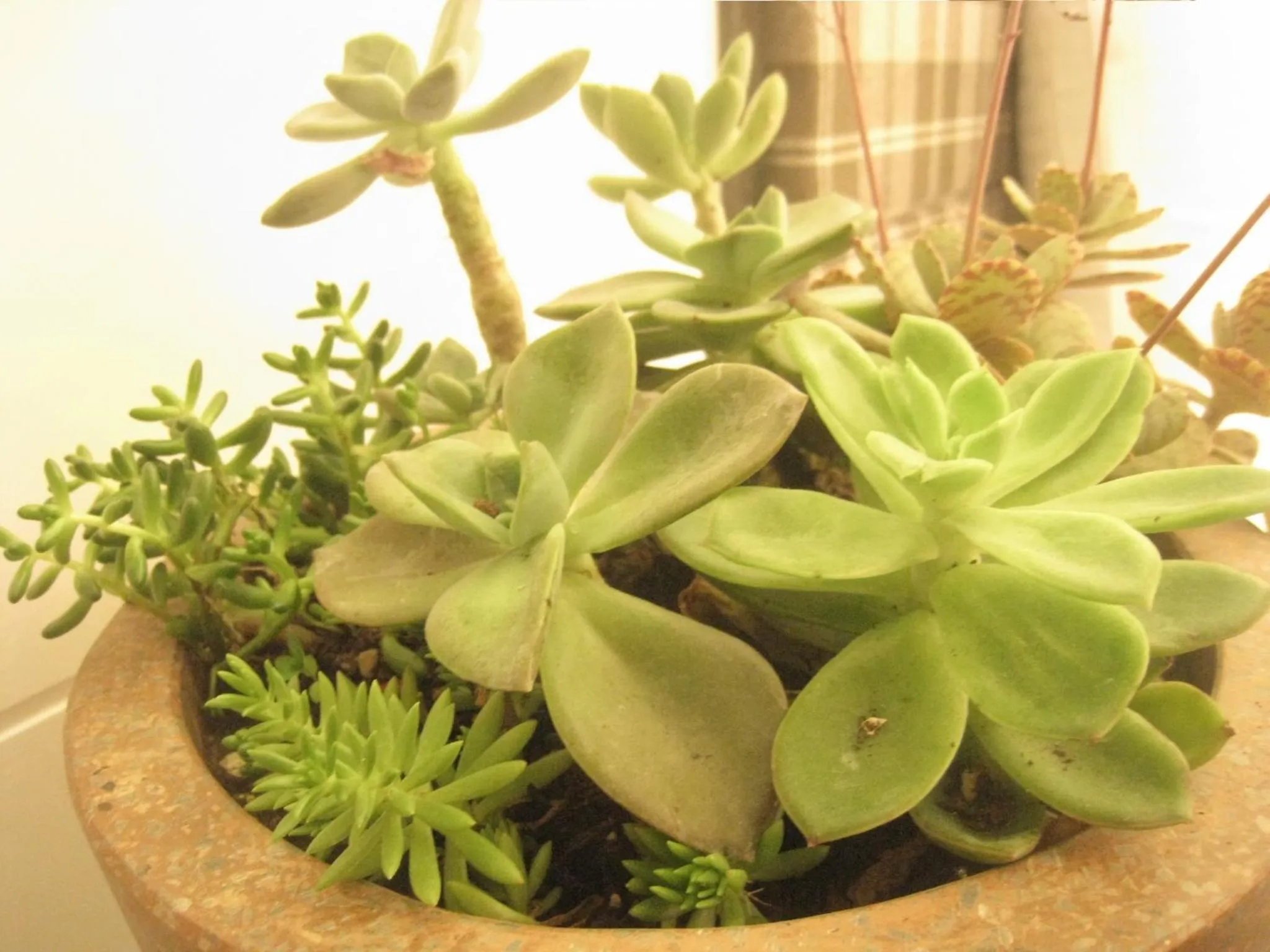 Formosa Boulerard Garden Hotel