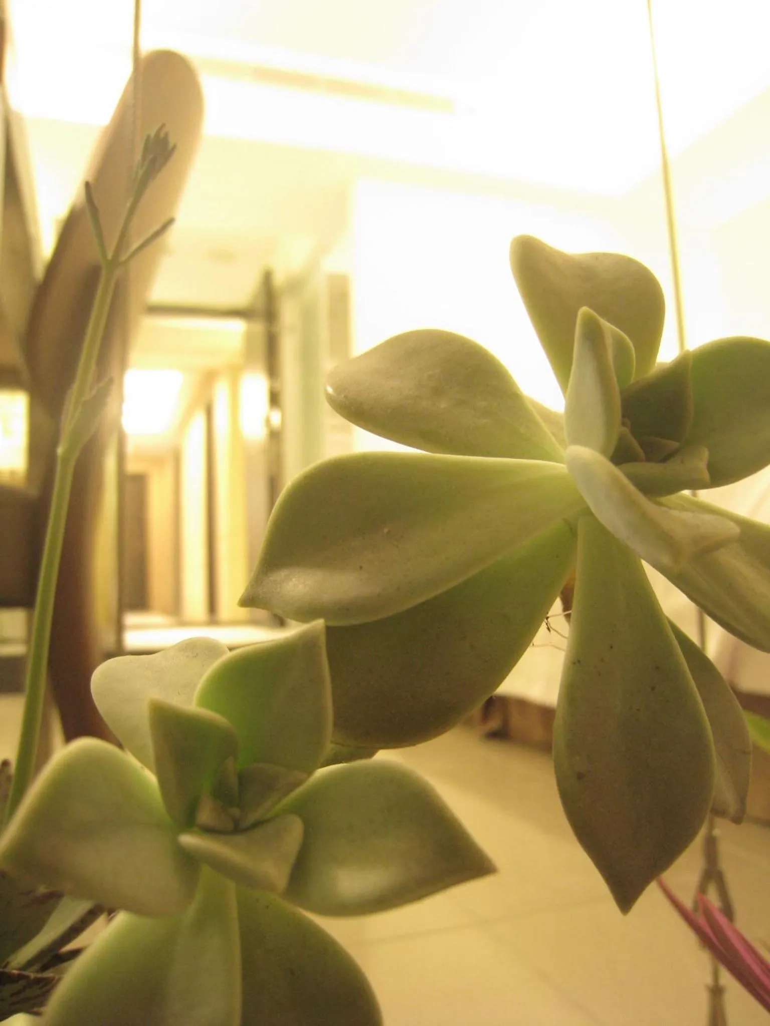 Bed in Formosa Boulerard Garden Hotel