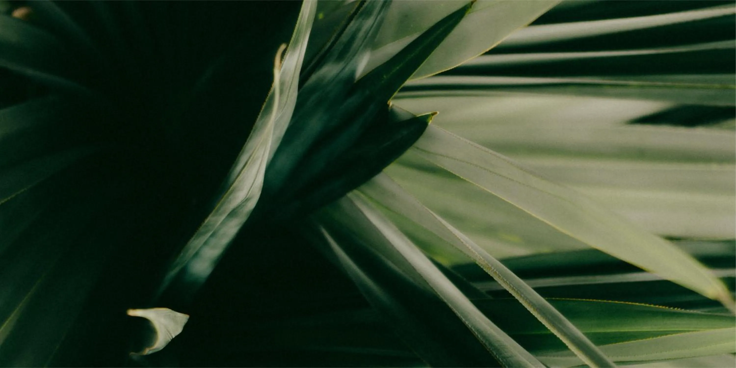 Garden in Ritsurin Boutique Hotel - โรงแรมริทสุริน บูติค