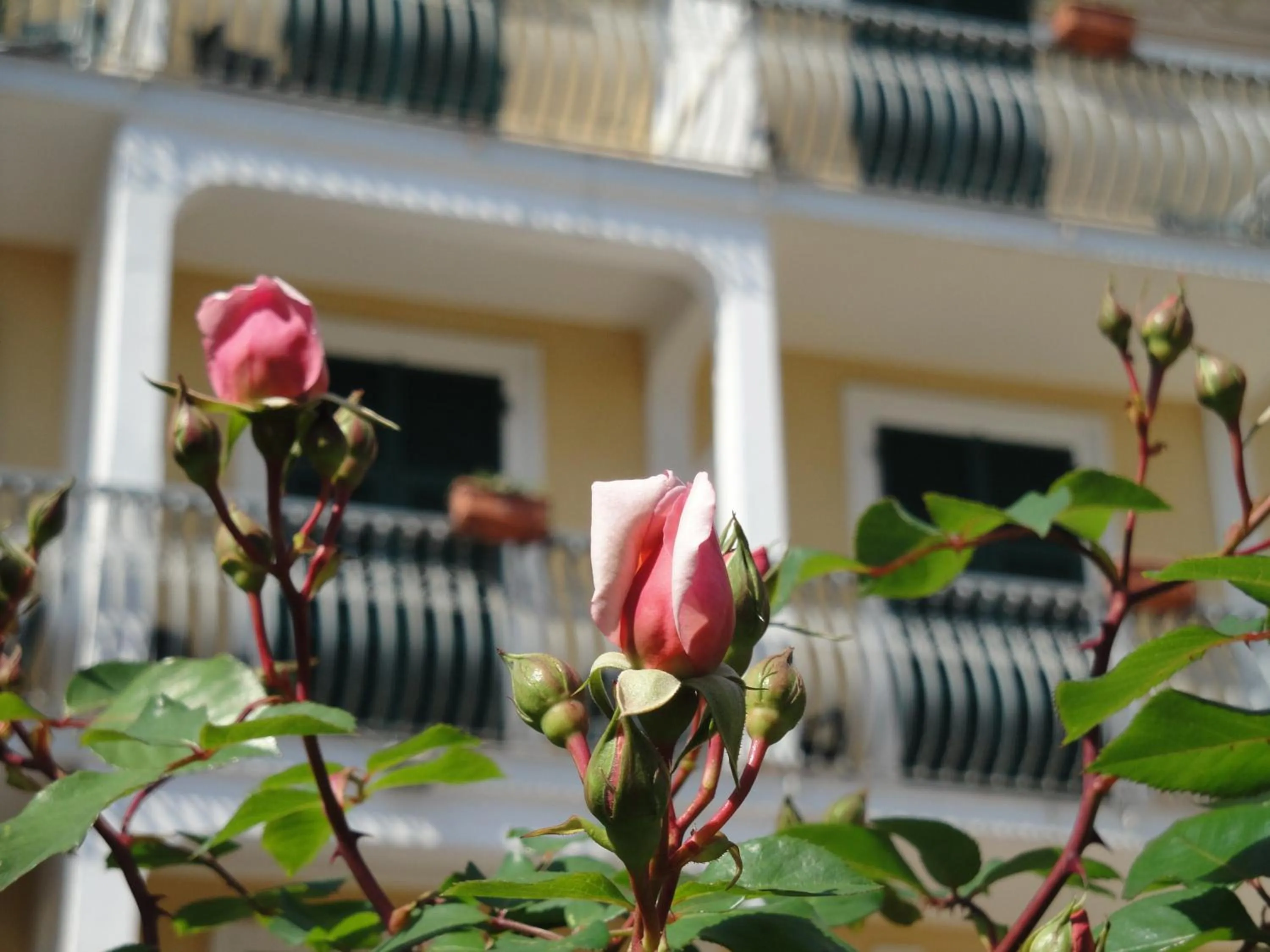 Facade/entrance in Hotel Miranda