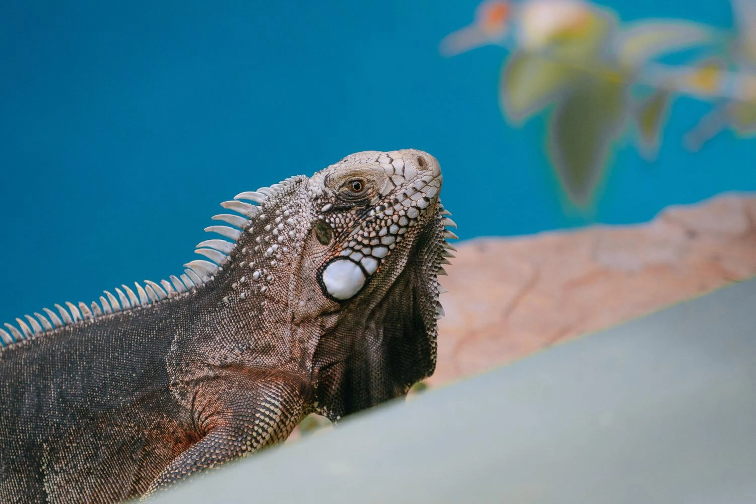 Garden in Domus Villas