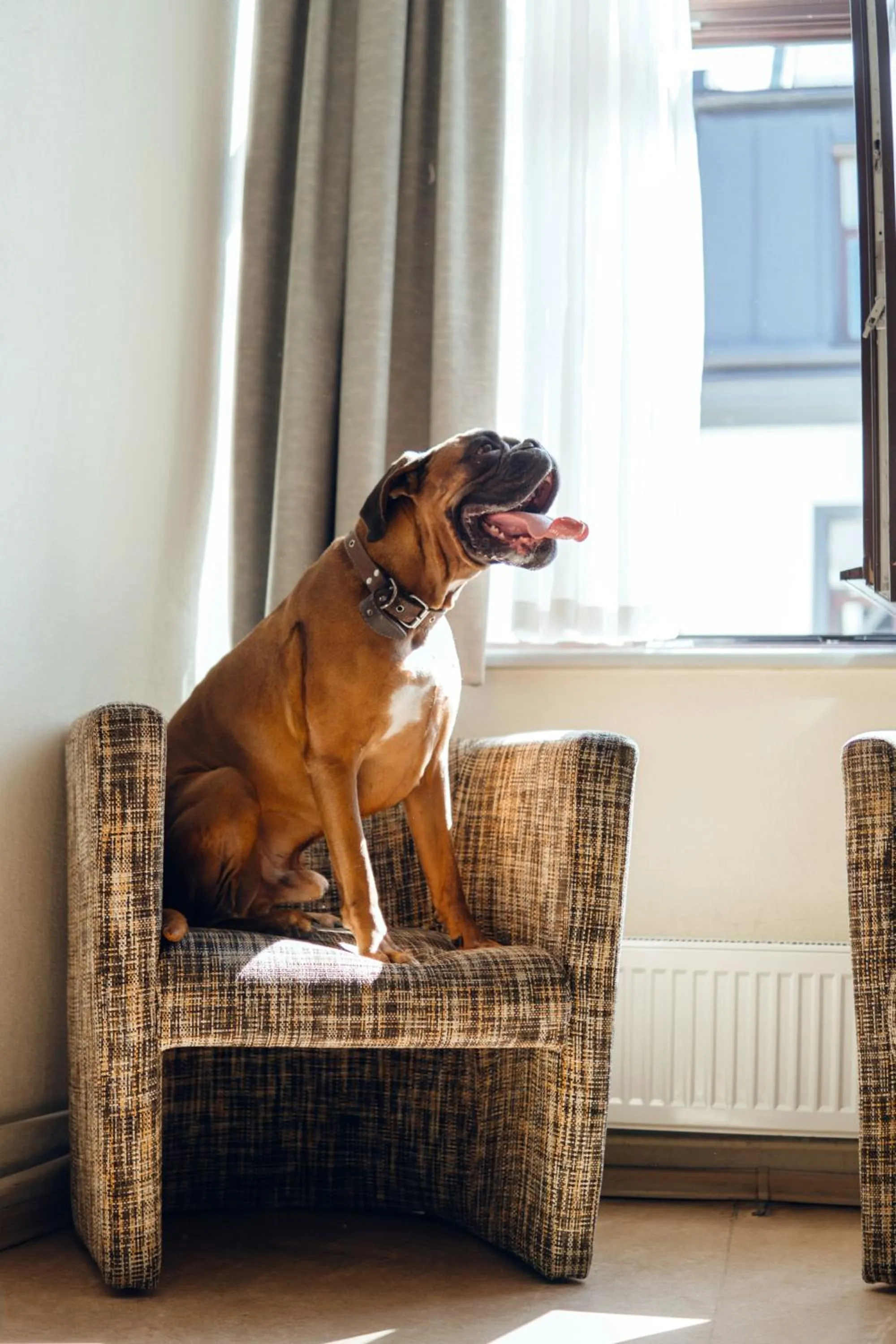 Pets in Rija Domus Hotel