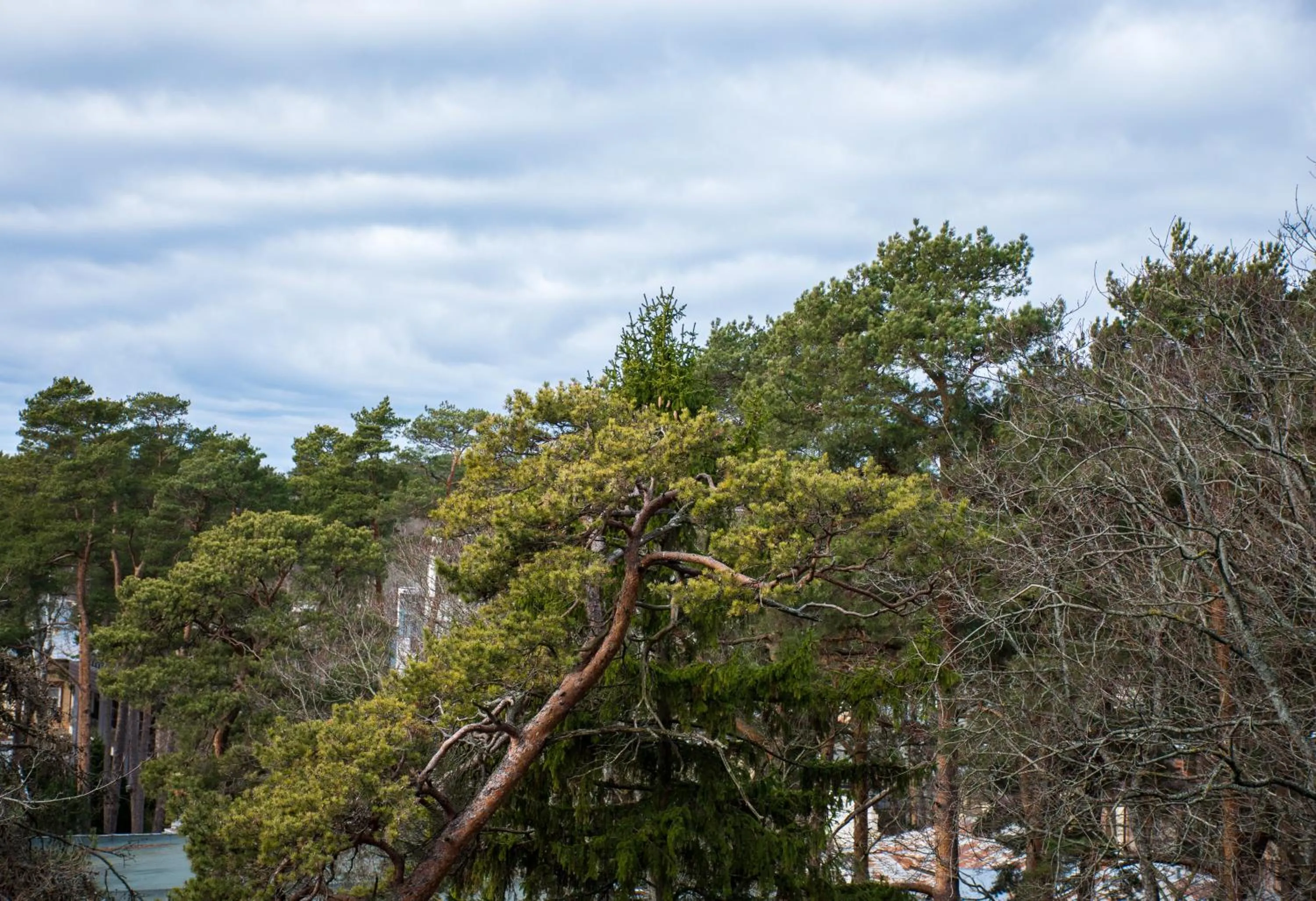 Natural landscape in Hotel Jurmala Spa