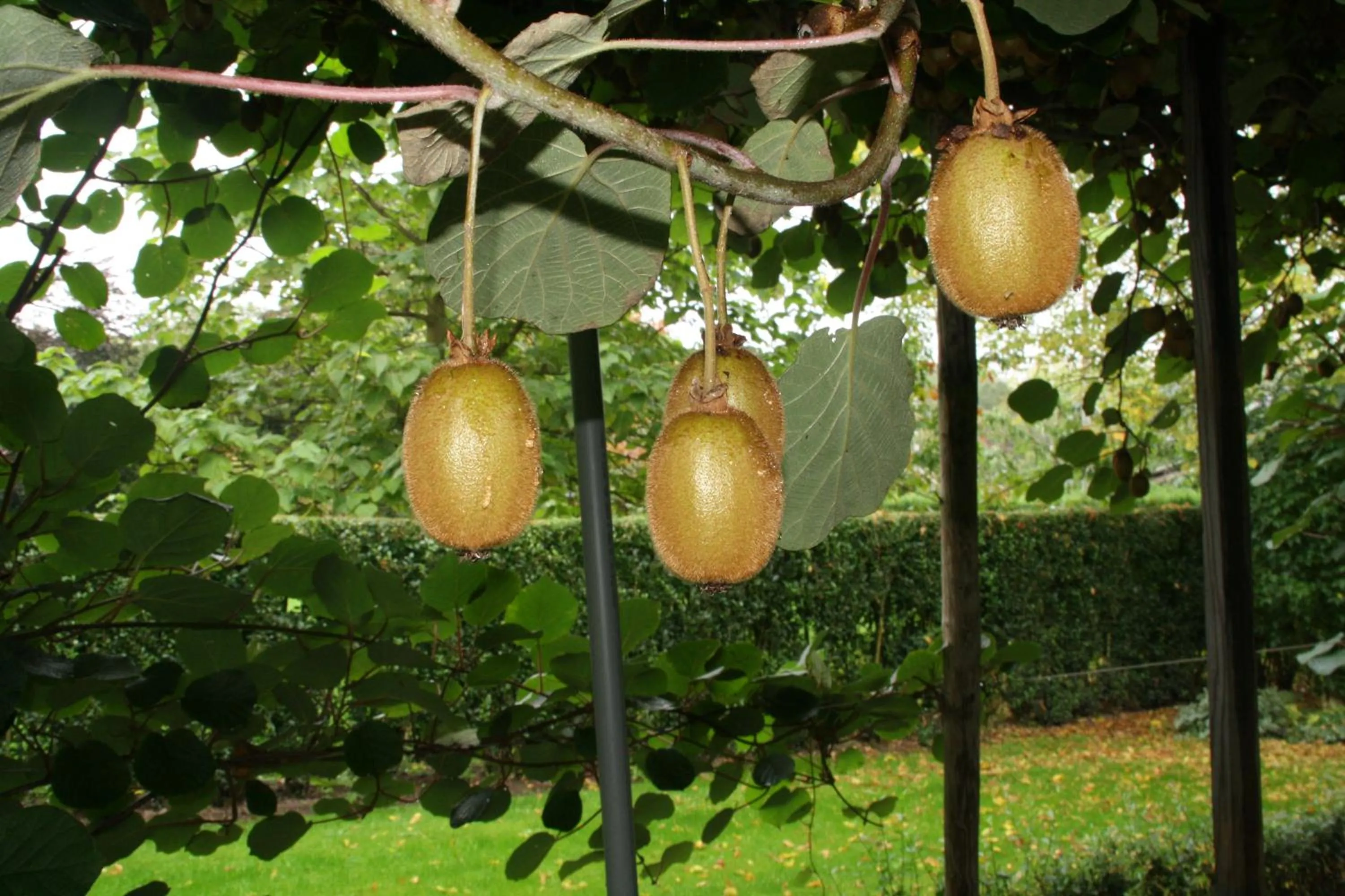 Garden in B&B De Sprokkeltuin