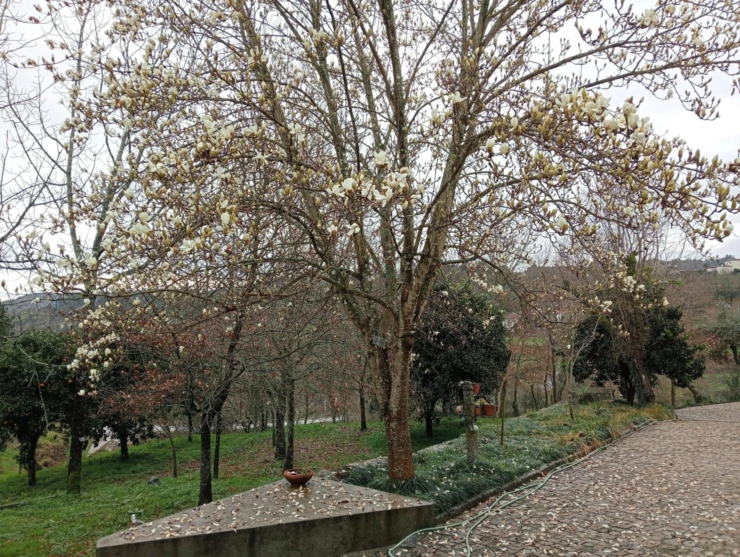 Balcony/Terrace in VianasHome