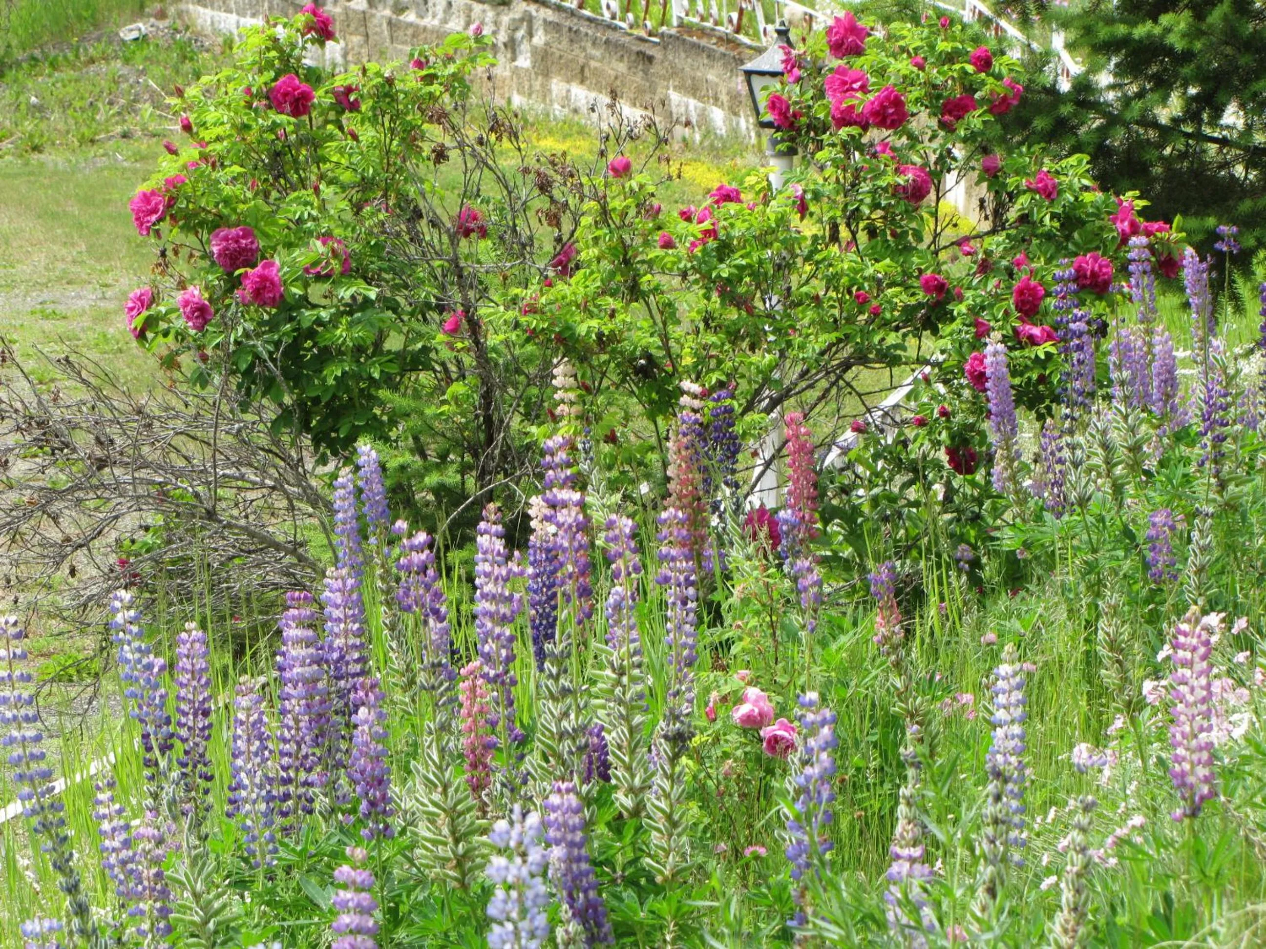 Garden in High Country Inn