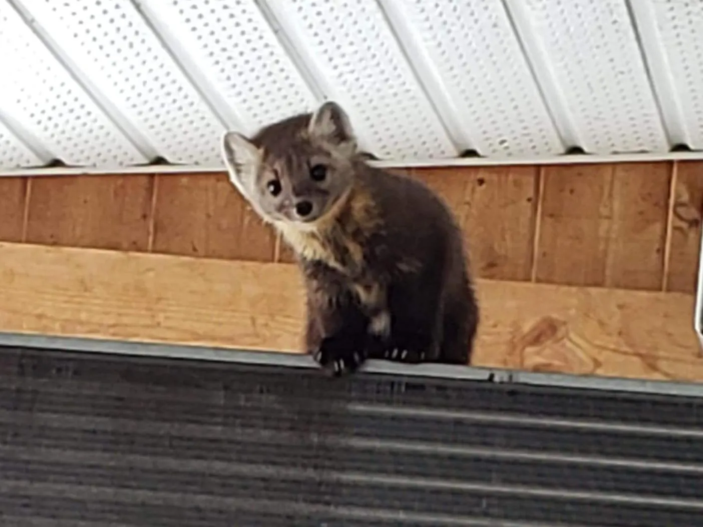 Animals, Pets in High Country Inn