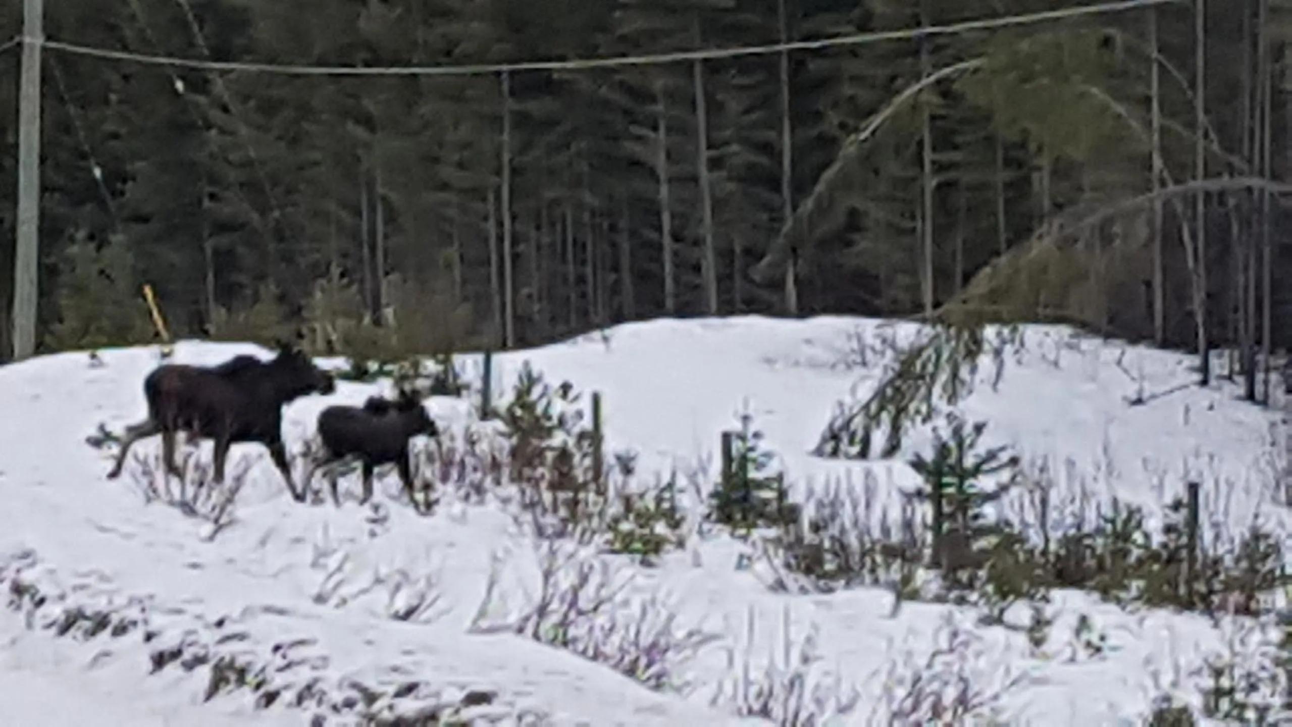 Animals, Winter in High Country Inn