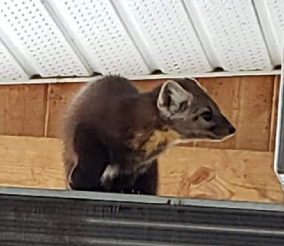 Animals, Pets in High Country Inn