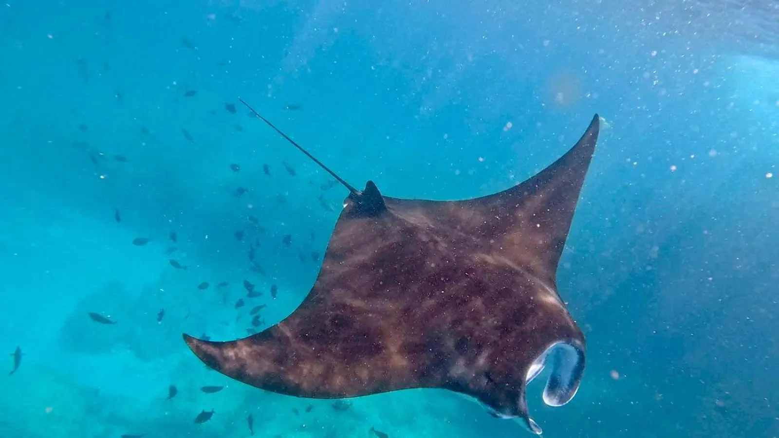 Natural landscape in Island Garden Huts Lembongan