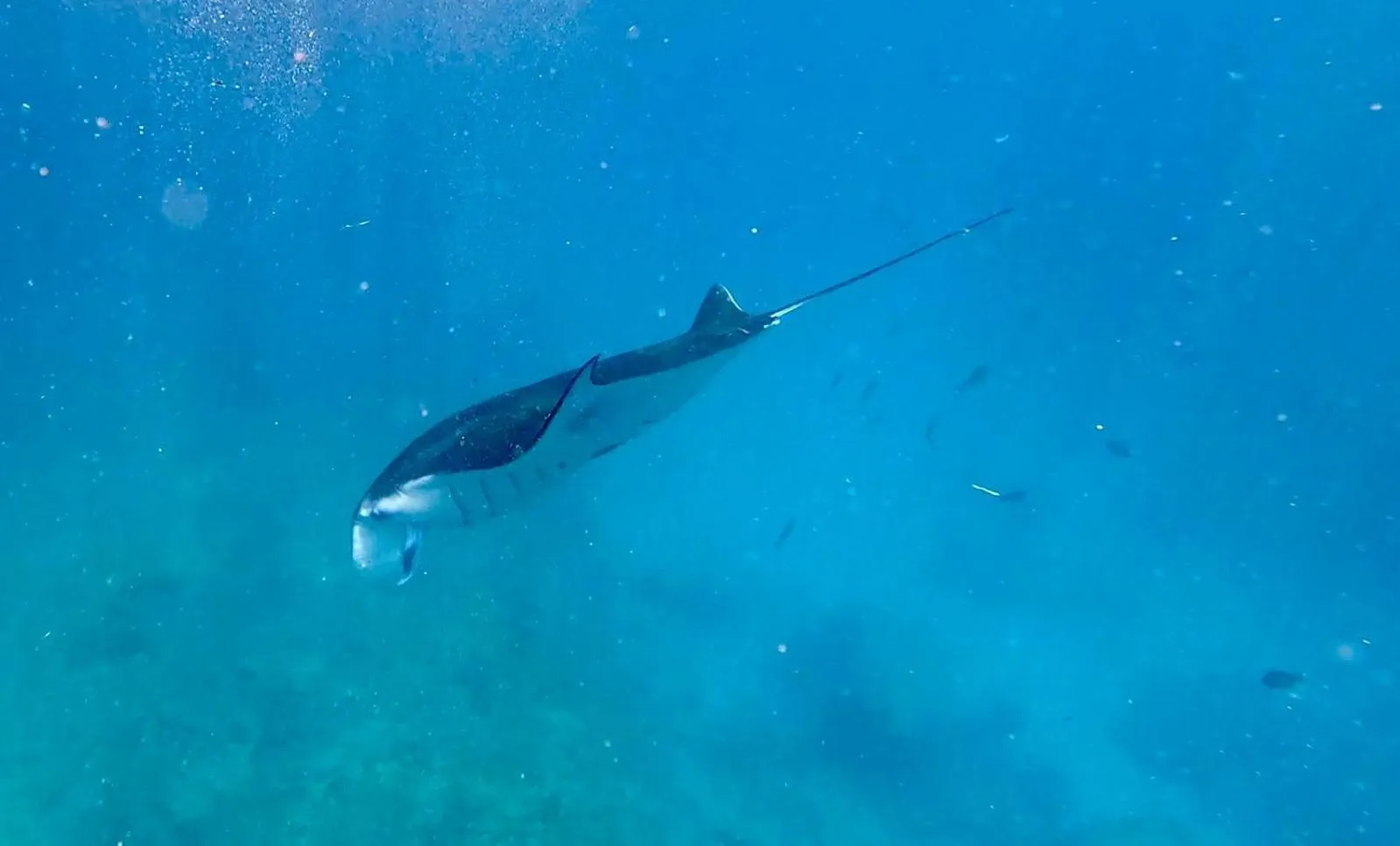 Snorkeling in Island Garden Huts Lembongan