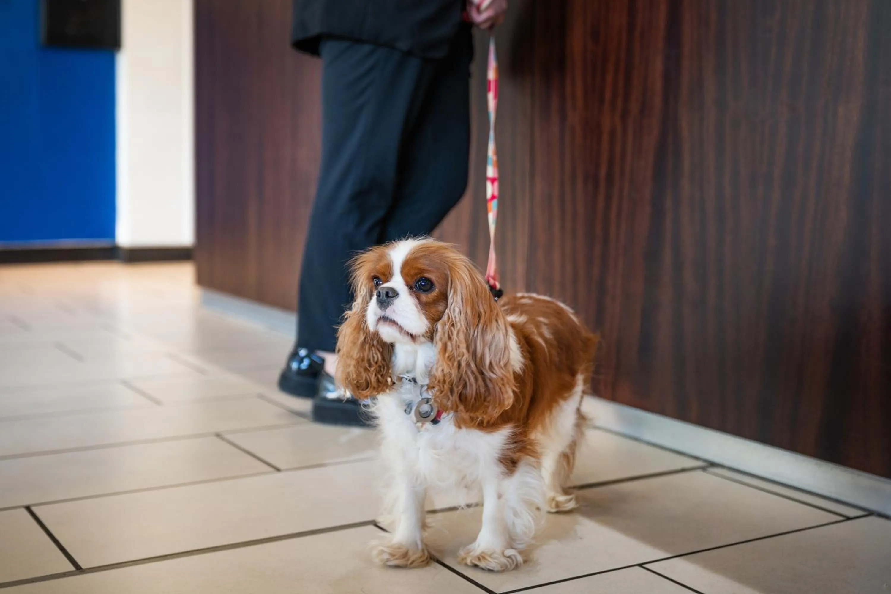 pet friendly in Holiday Inn Express Cambridge Duxford M11 Jct 10, an IHG Hotel