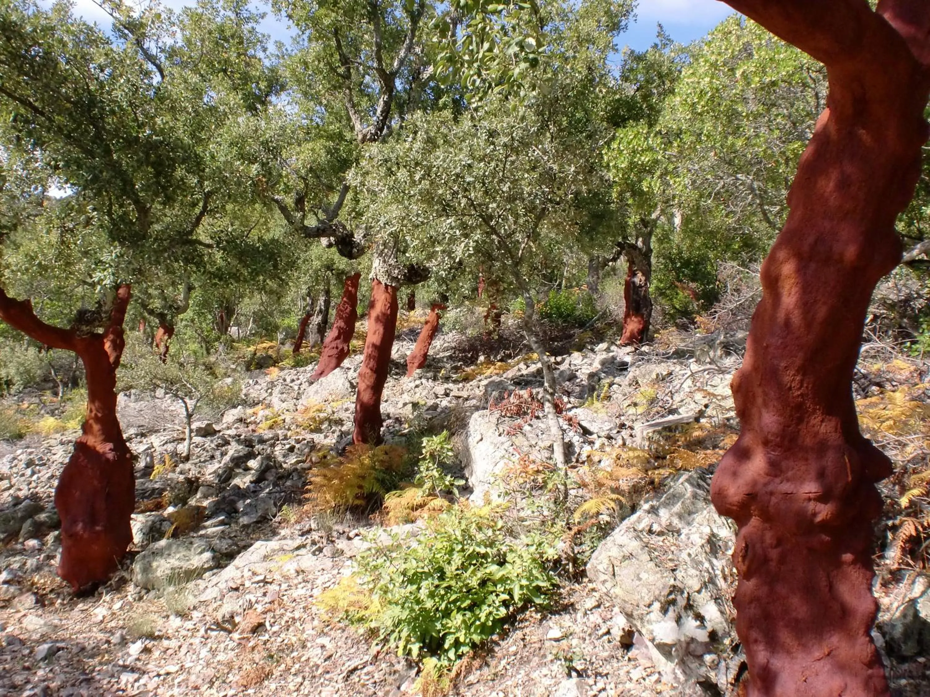 Hiking in La Posada del Casar