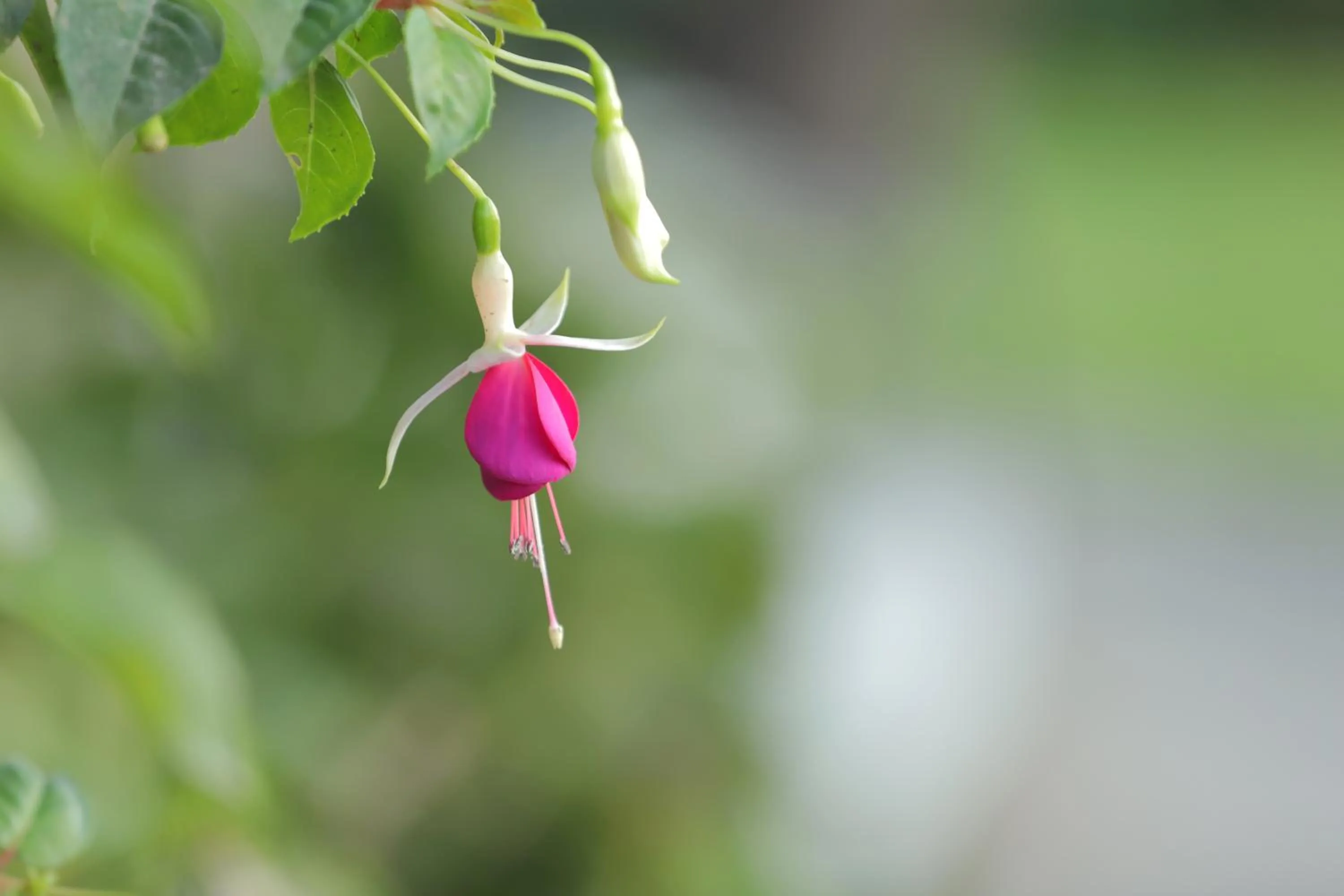 Garden view in Cedar Lodge By Aahma