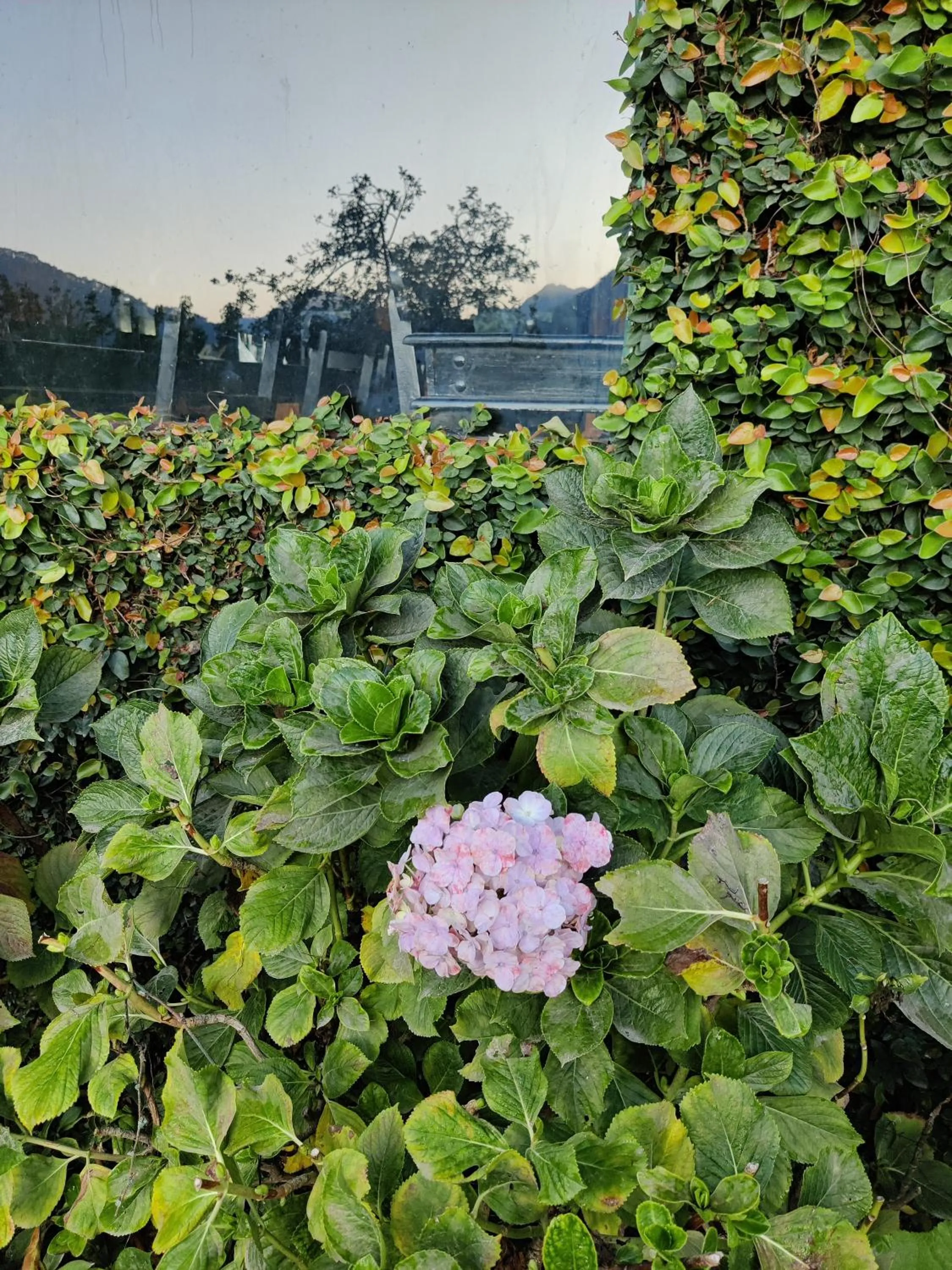 Natural landscape in Cedar Lodge By Aahma