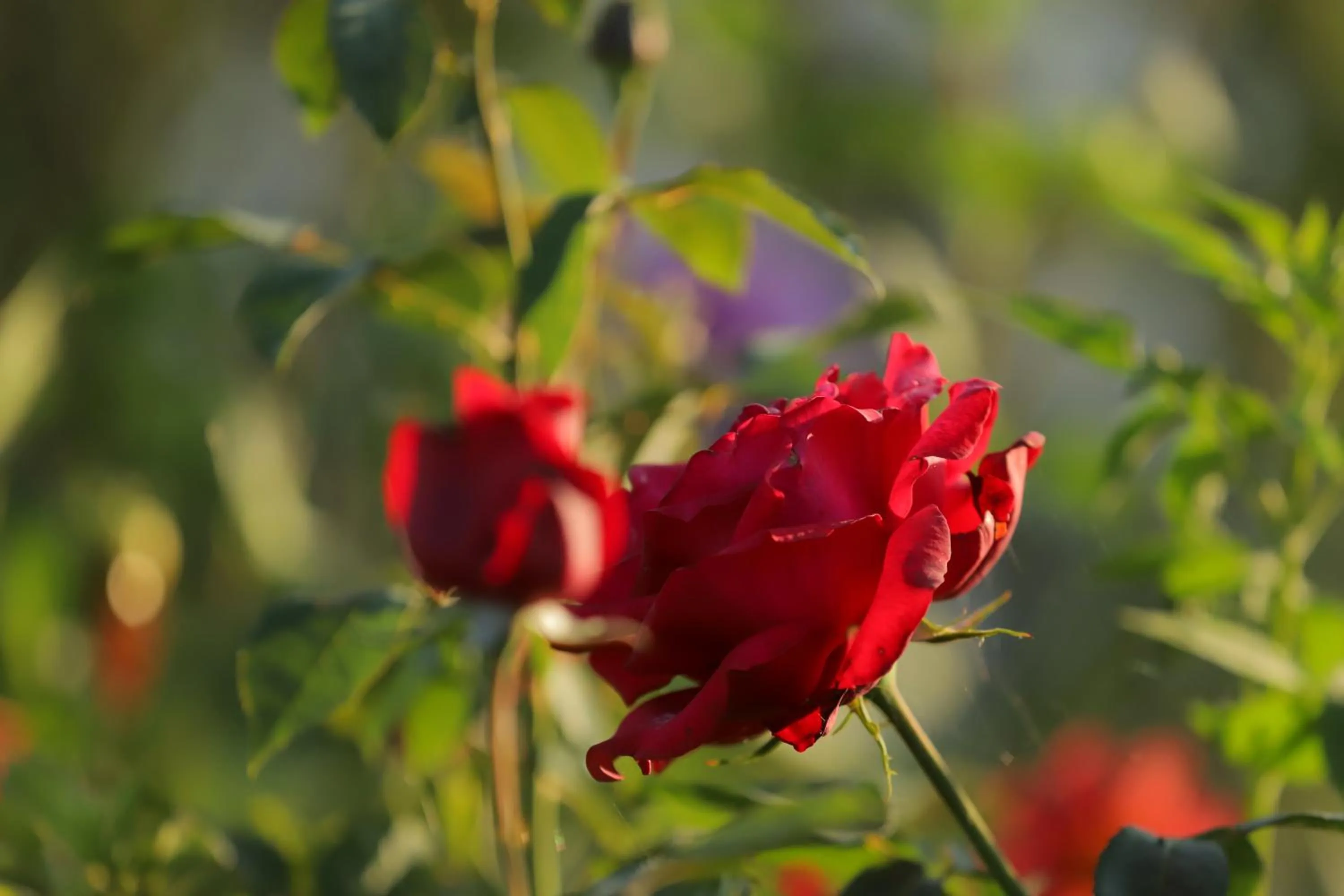 Garden in Cedar Lodge By Aahma