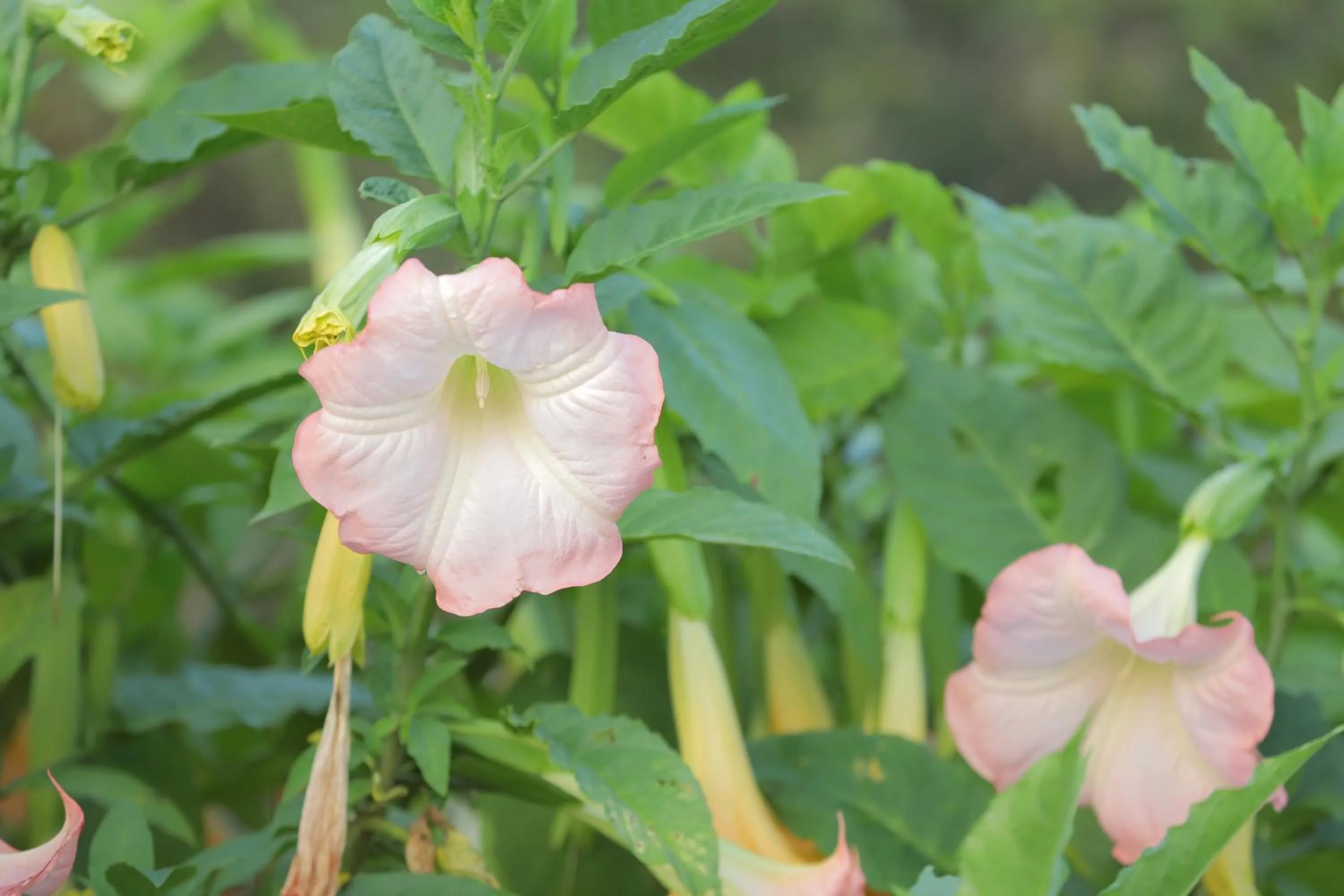 Spring in Cedar Lodge By Aahma