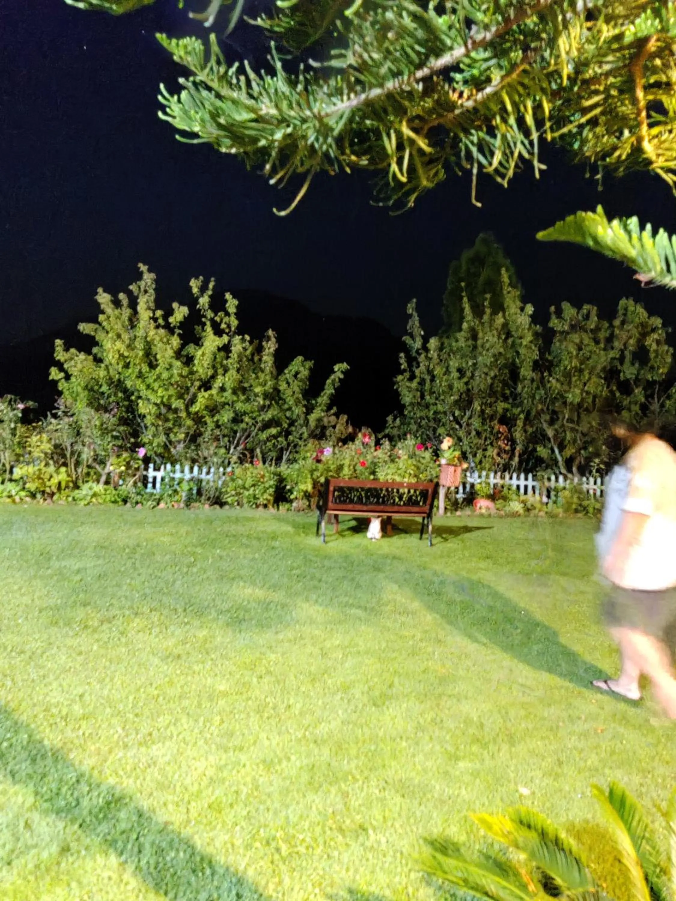 Garden view in Cedar Lodge By Aahma