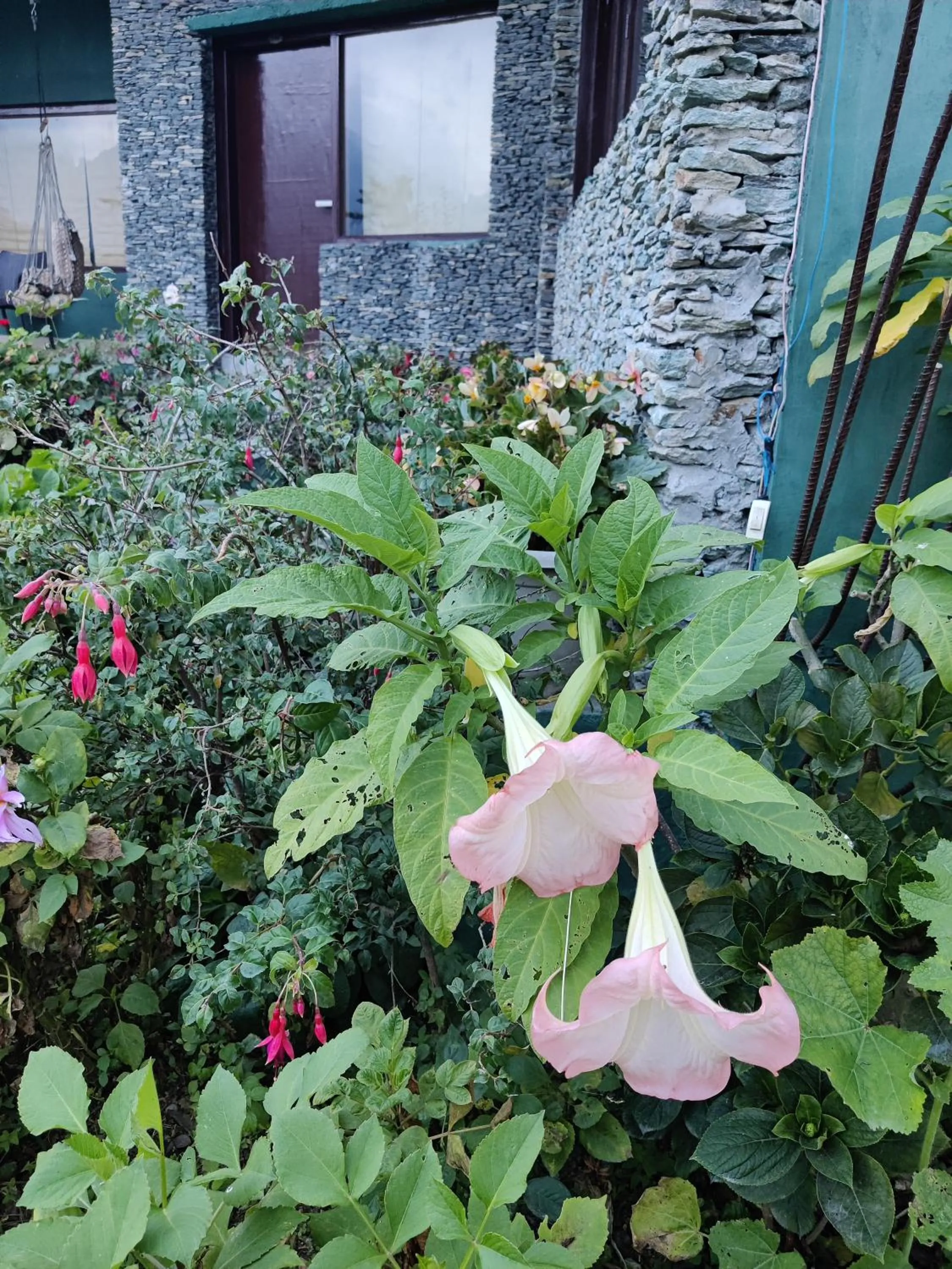 Garden view in Cedar Lodge By Aahma