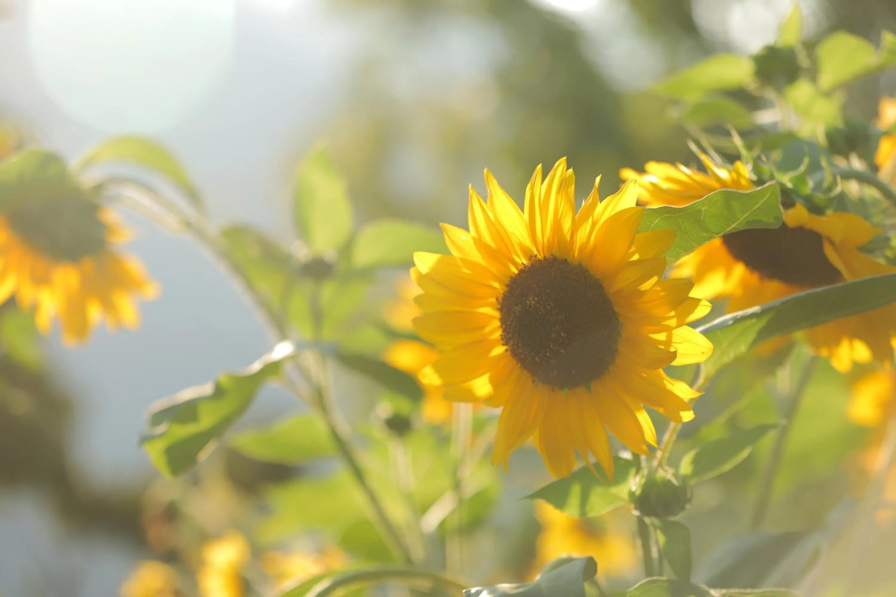 Day in Cedar Lodge By Aahma