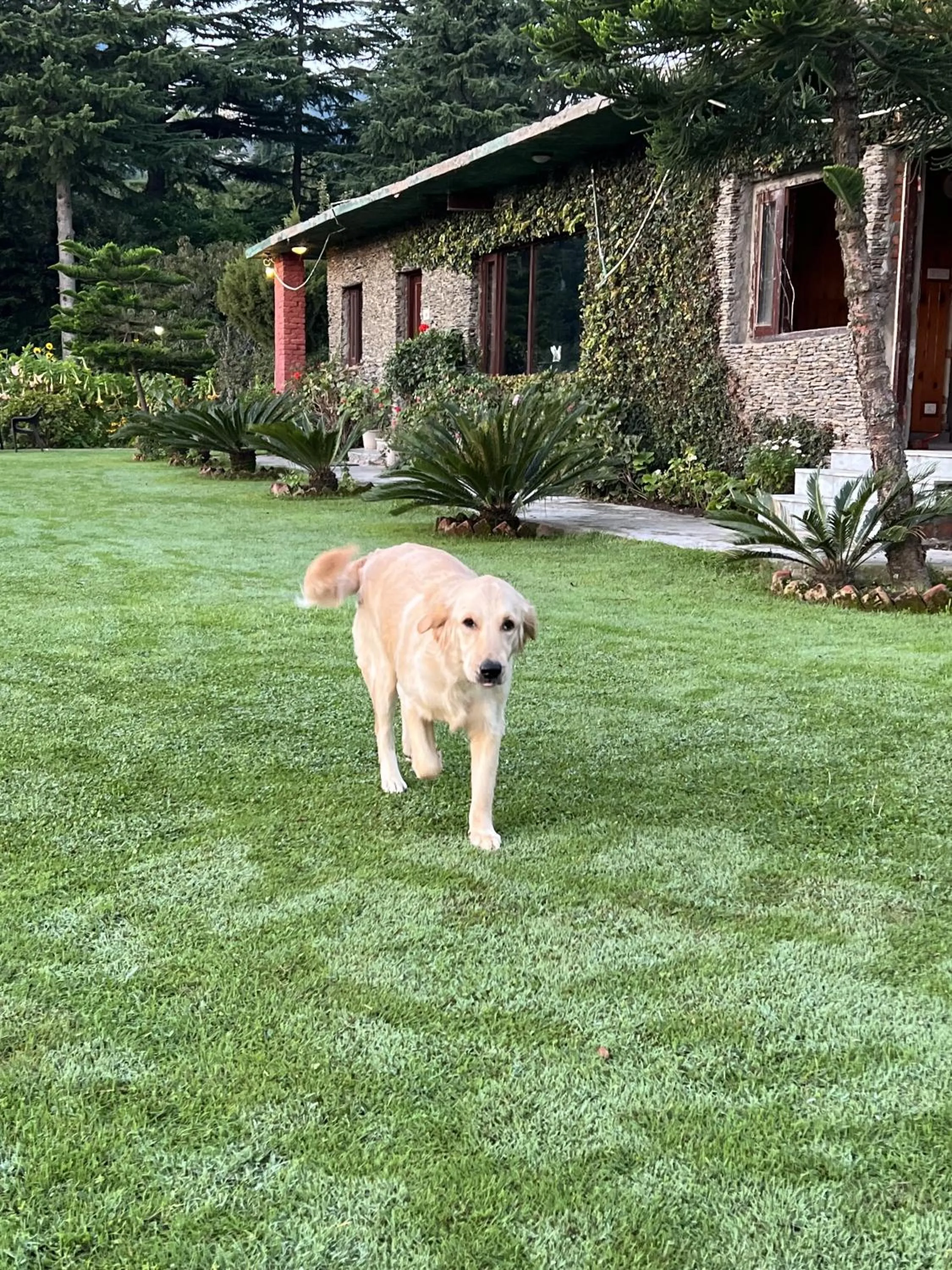 Garden view in Cedar Lodge By Aahma