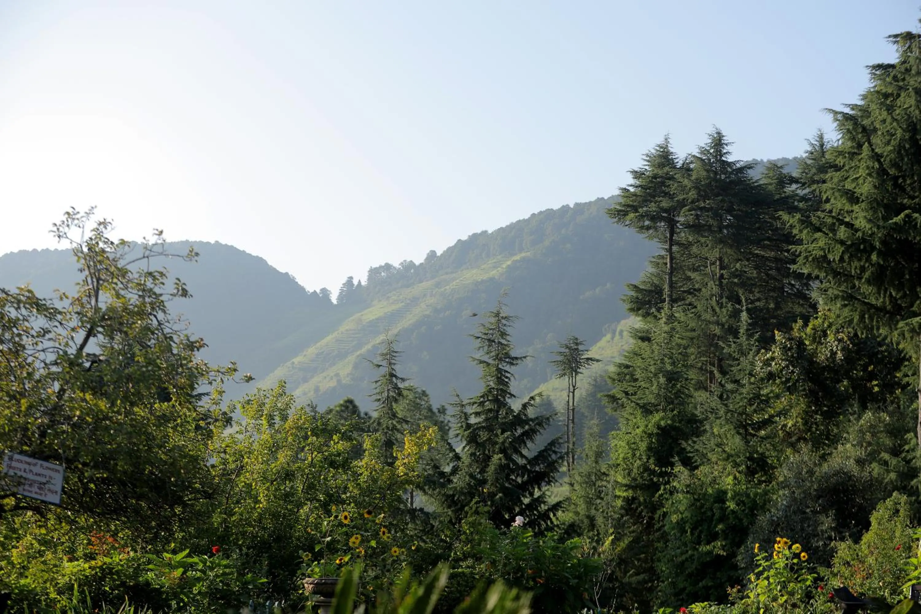 Natural landscape in Cedar Lodge By Aahma