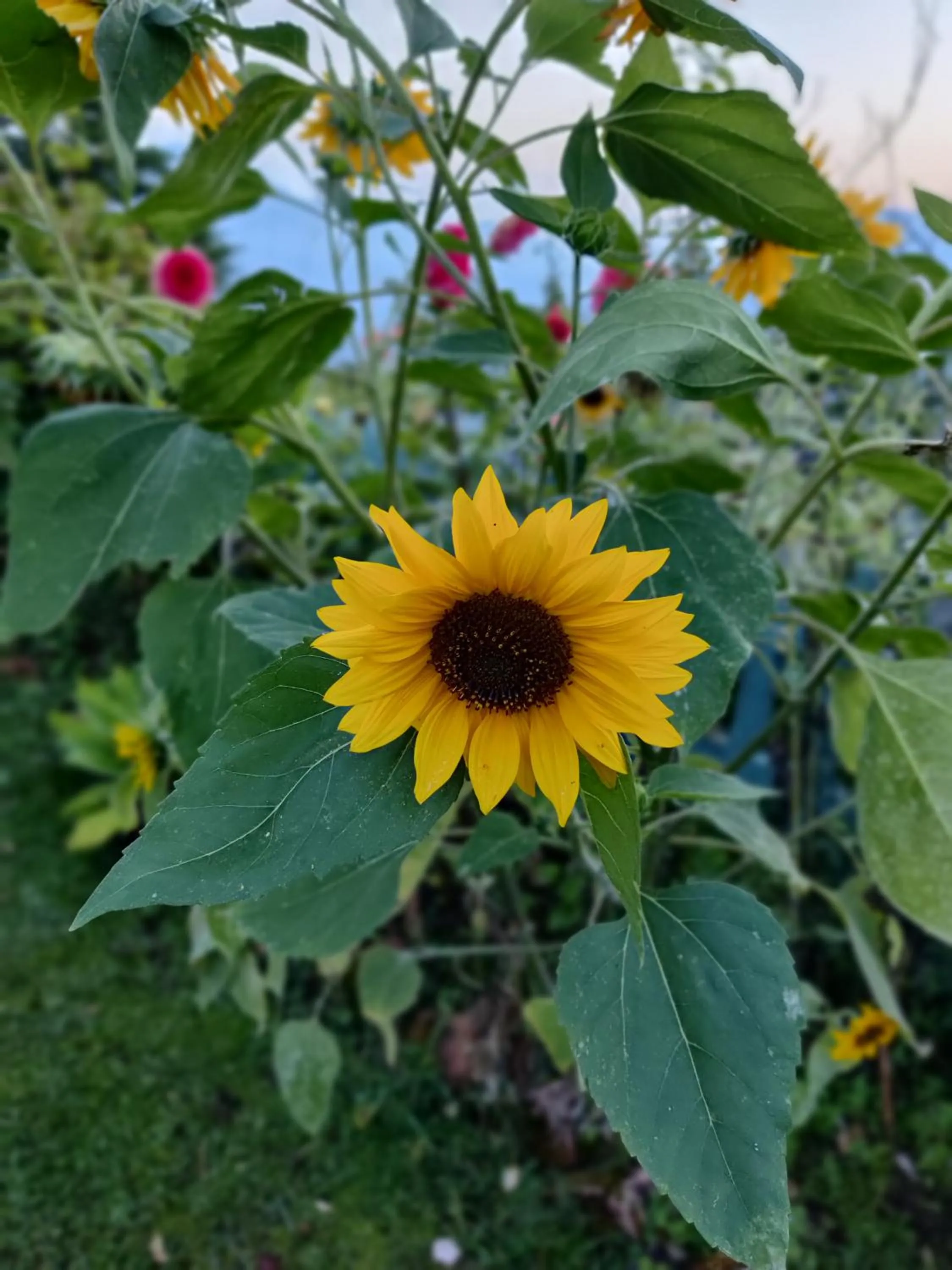 Garden in Cedar Lodge By Aahma