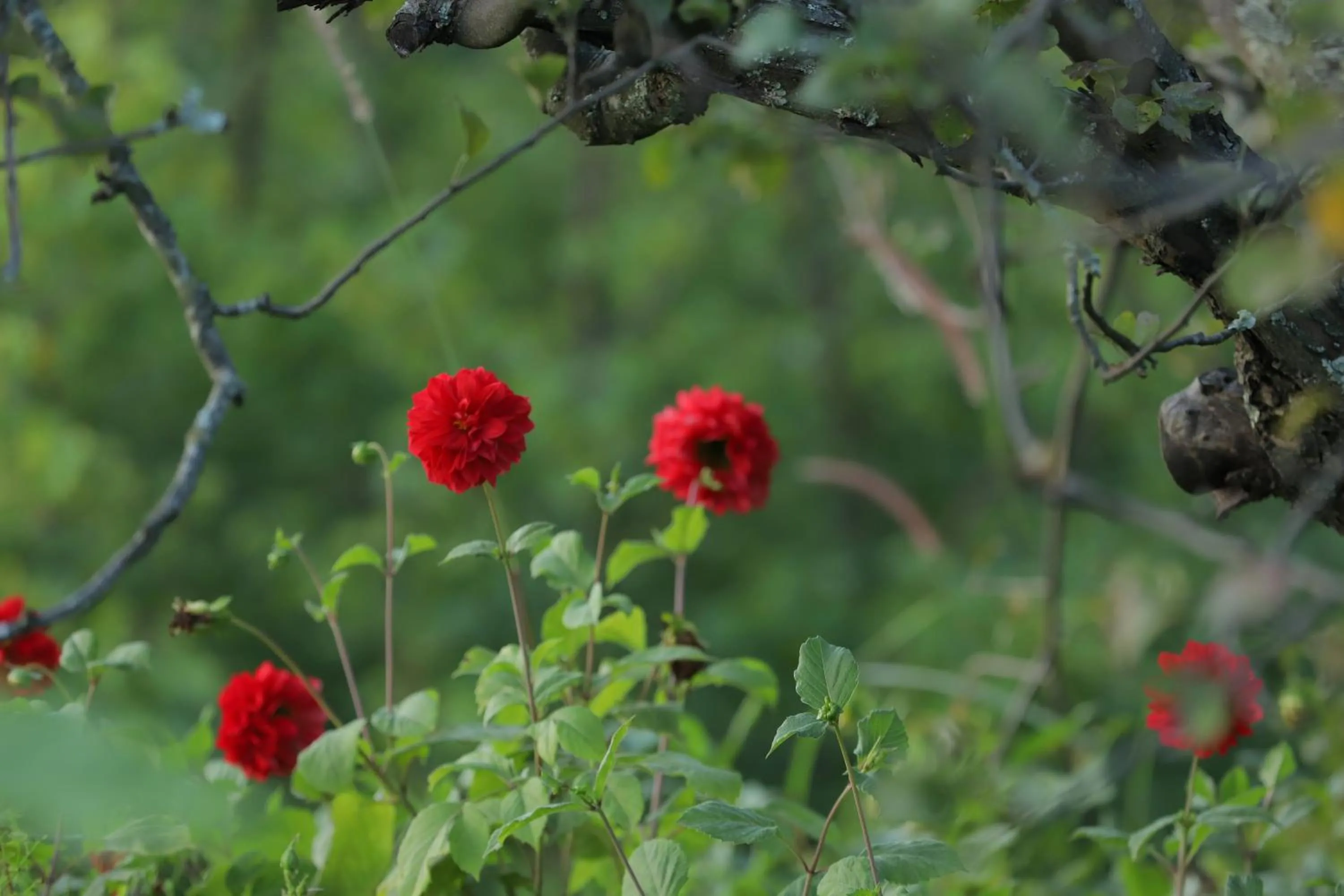 Natural landscape in Cedar Lodge By Aahma