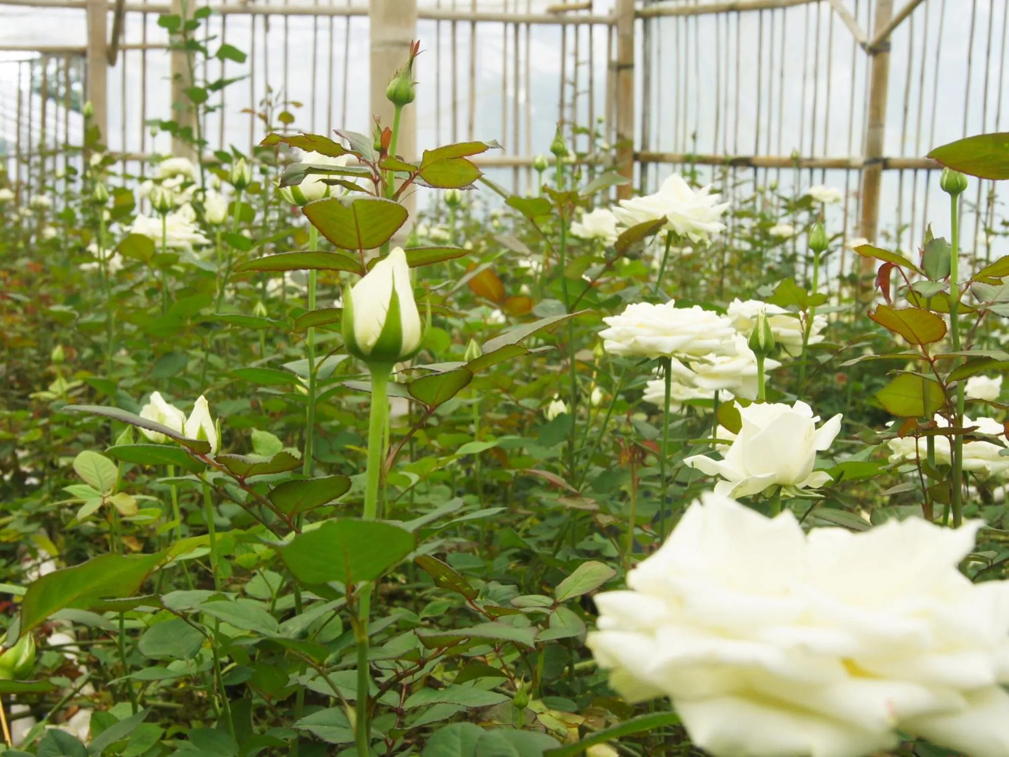 Natural landscape in Bagus Agro Pelaga