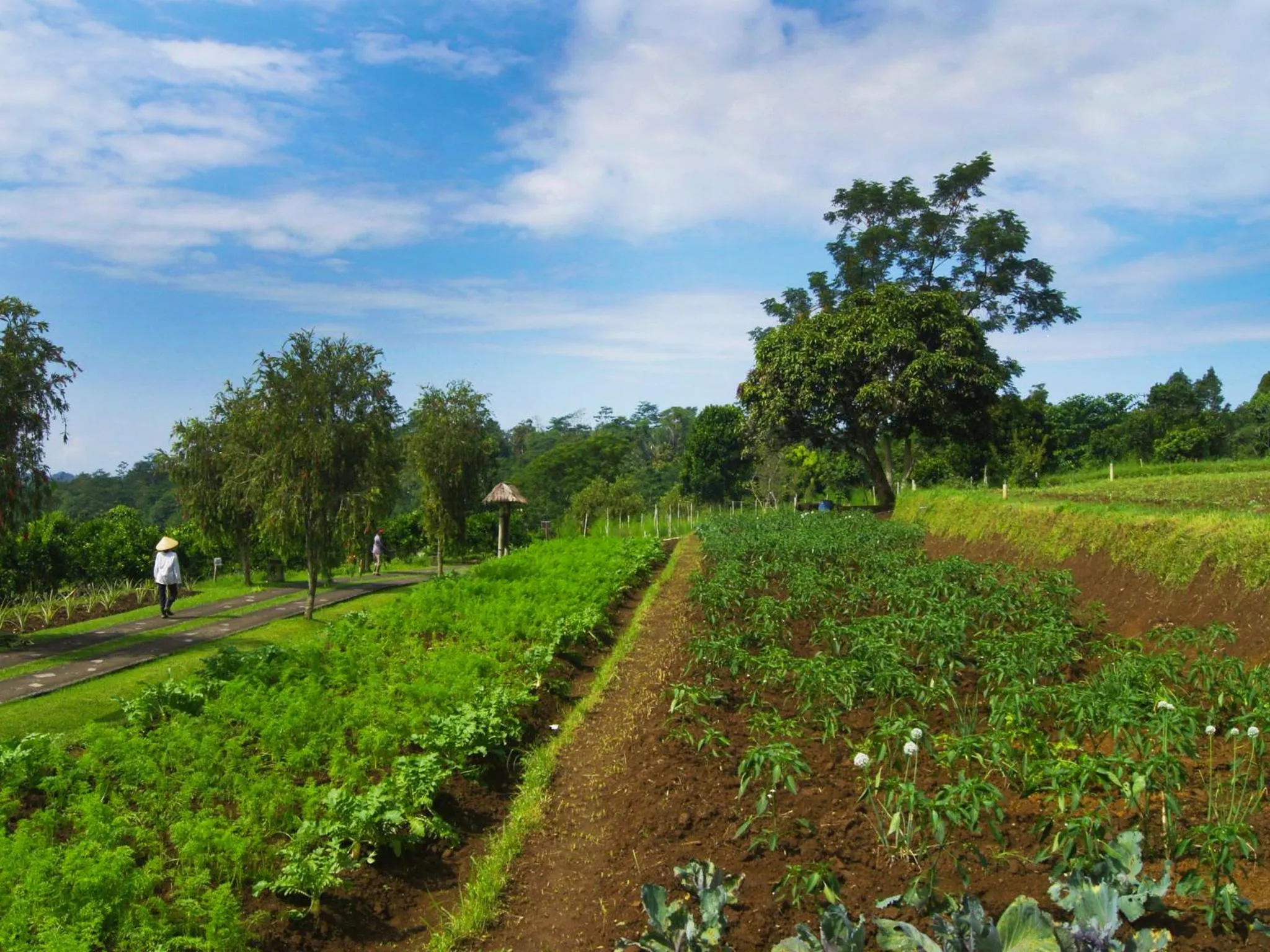 Natural landscape in Bagus Agro Pelaga