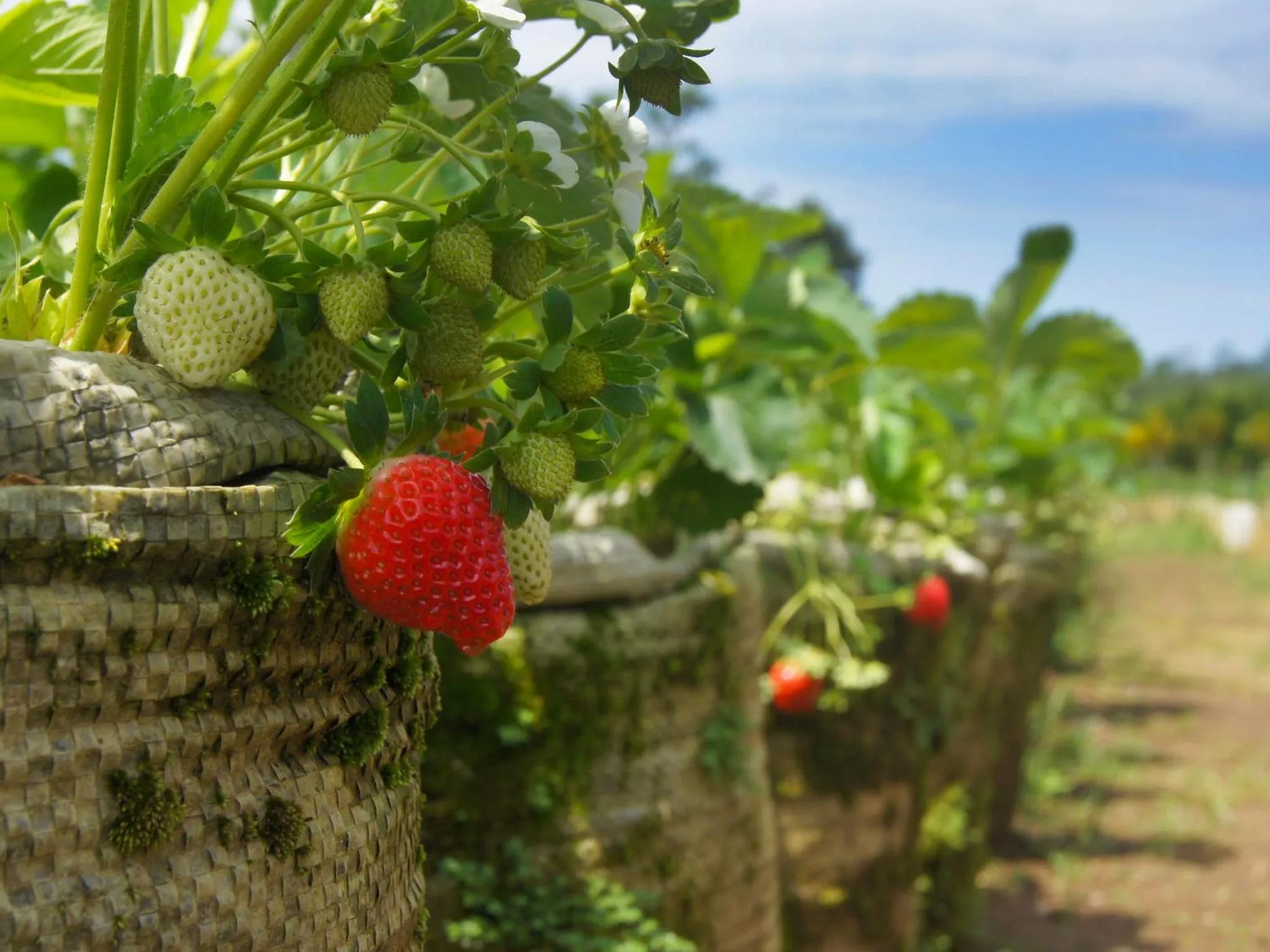 Natural landscape in Bagus Agro Pelaga