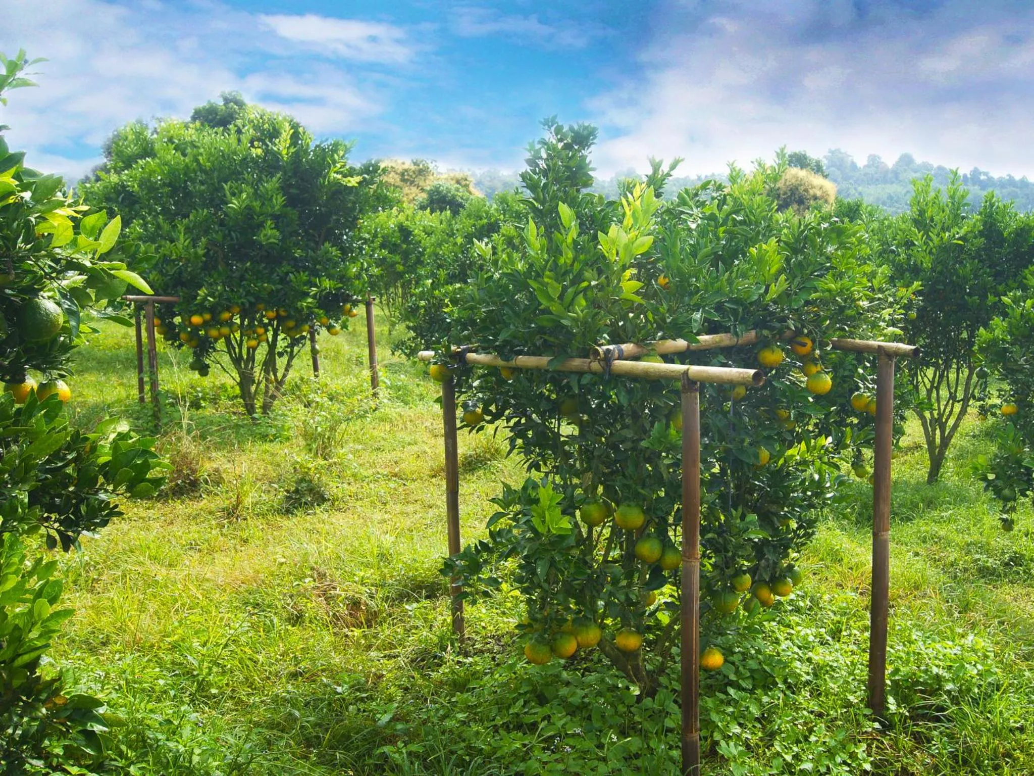 Natural landscape in Bagus Agro Pelaga