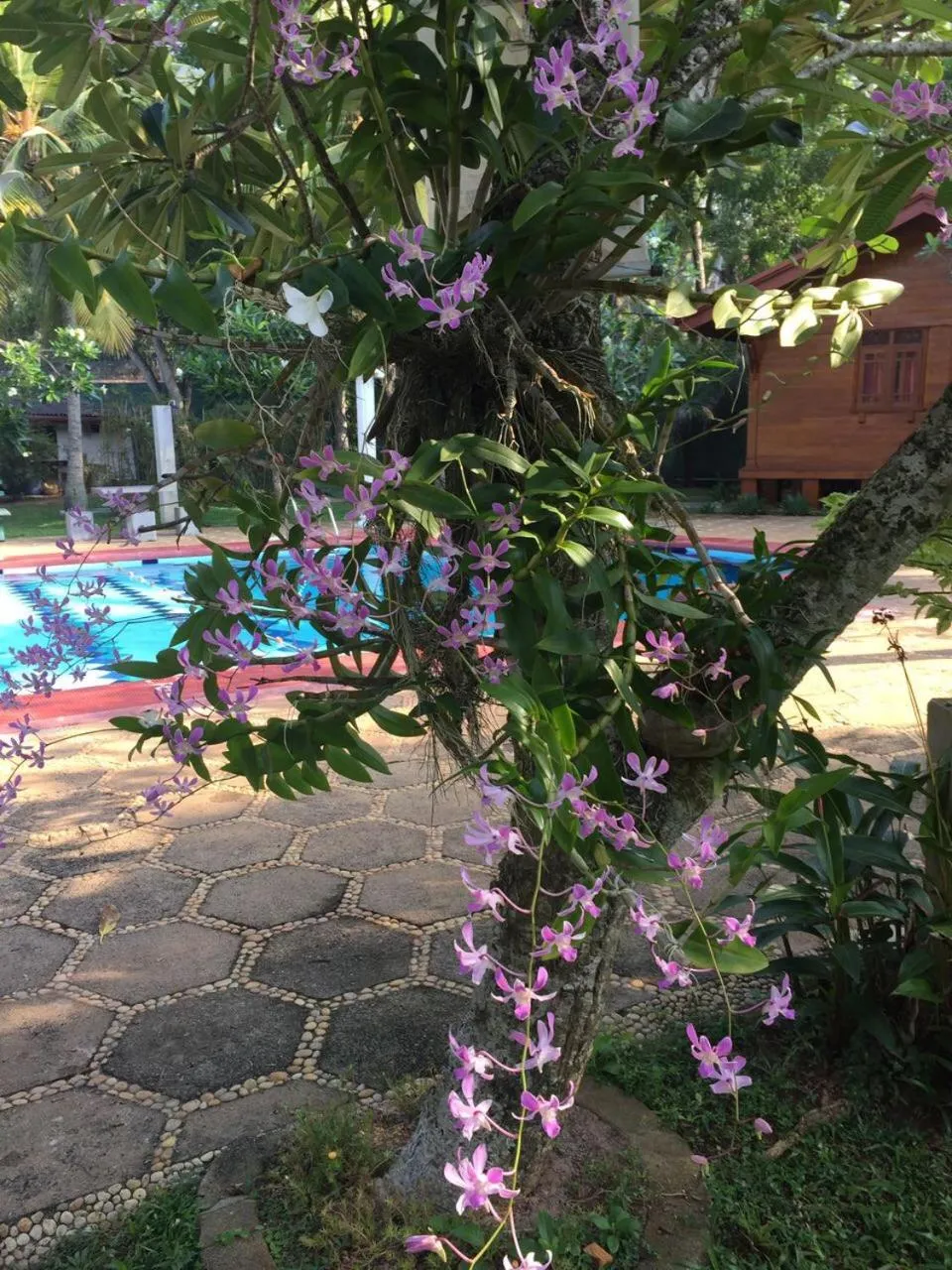 Garden in Ypsylon Tourist Resort